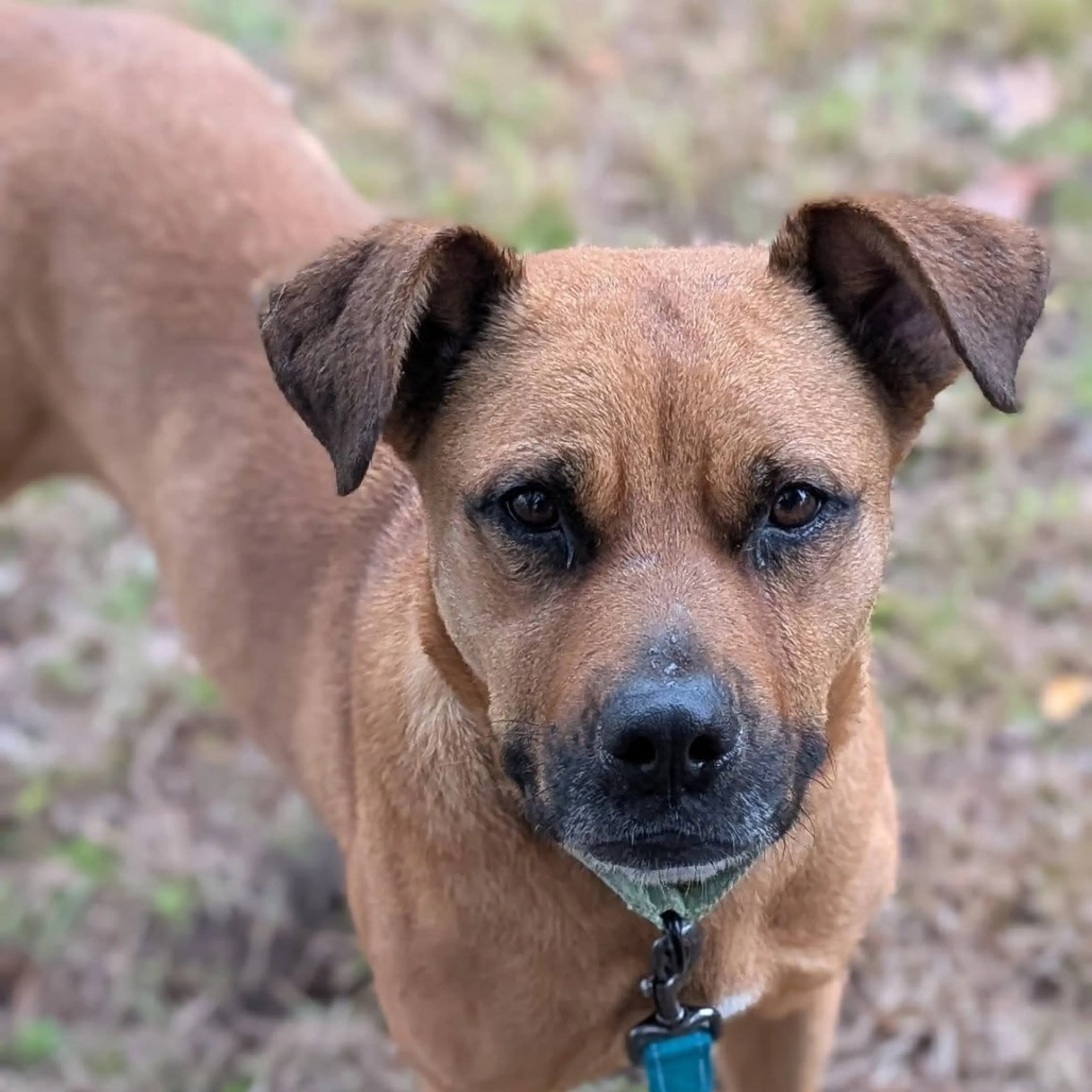 Found pet-8