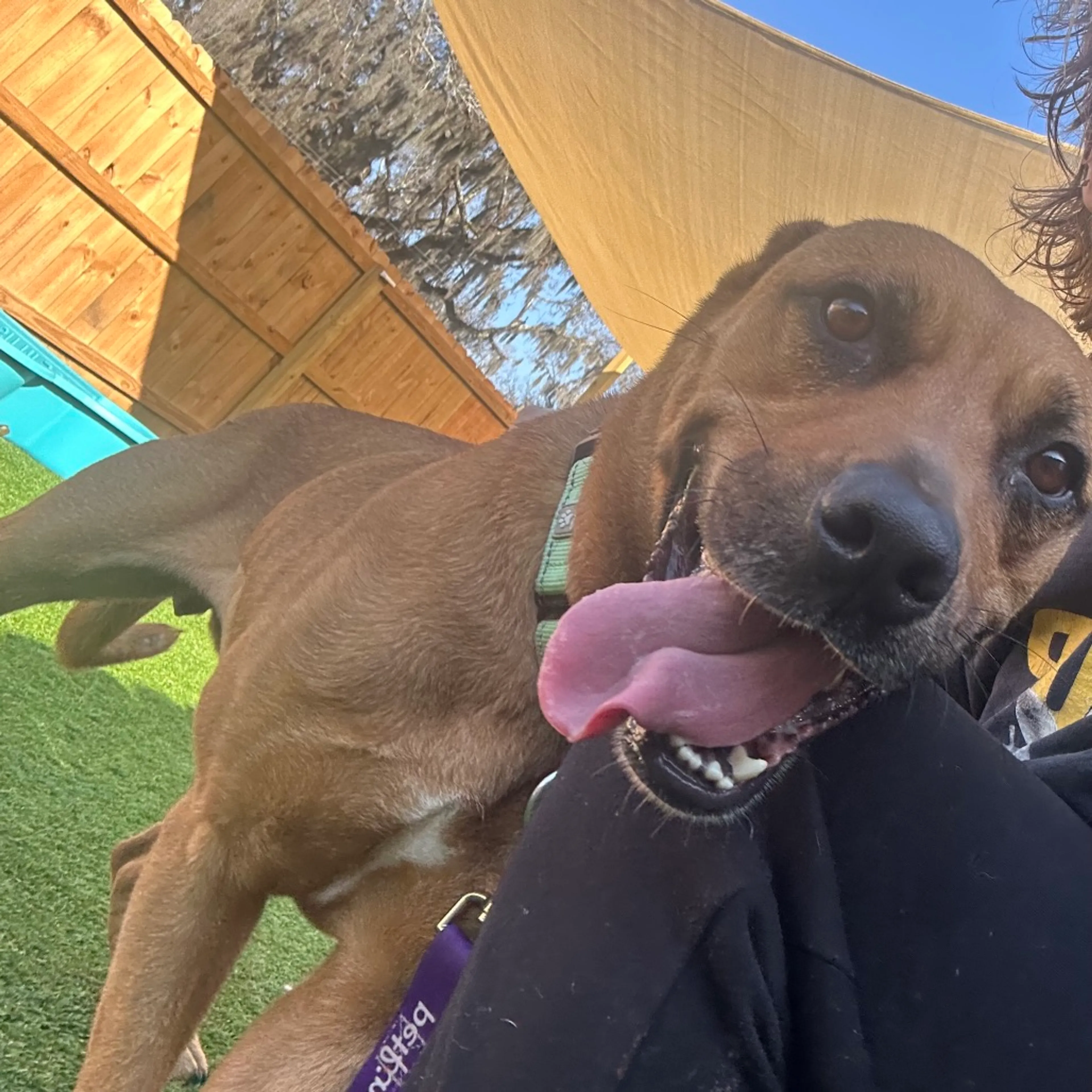 Found pet-6
