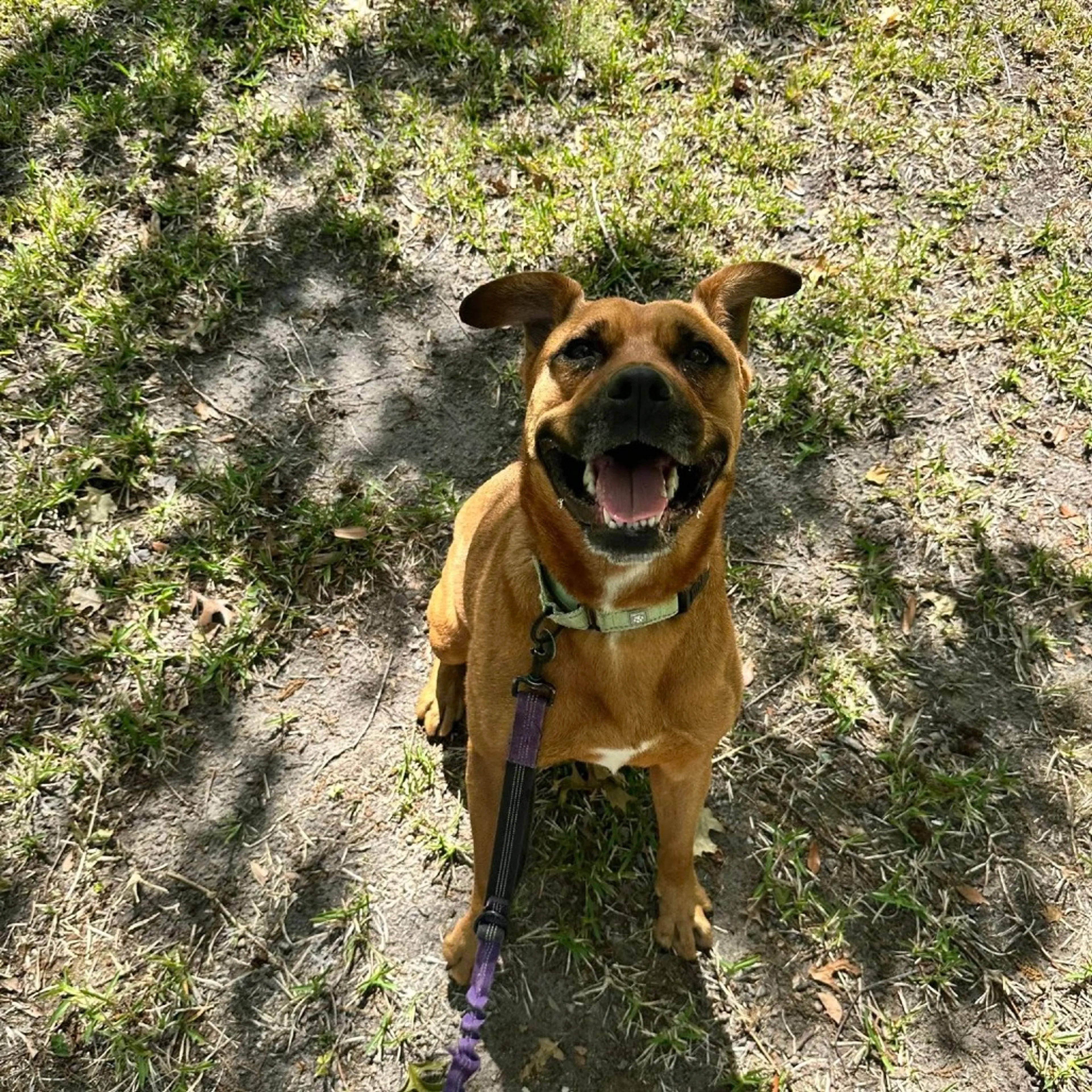 Found pet-9