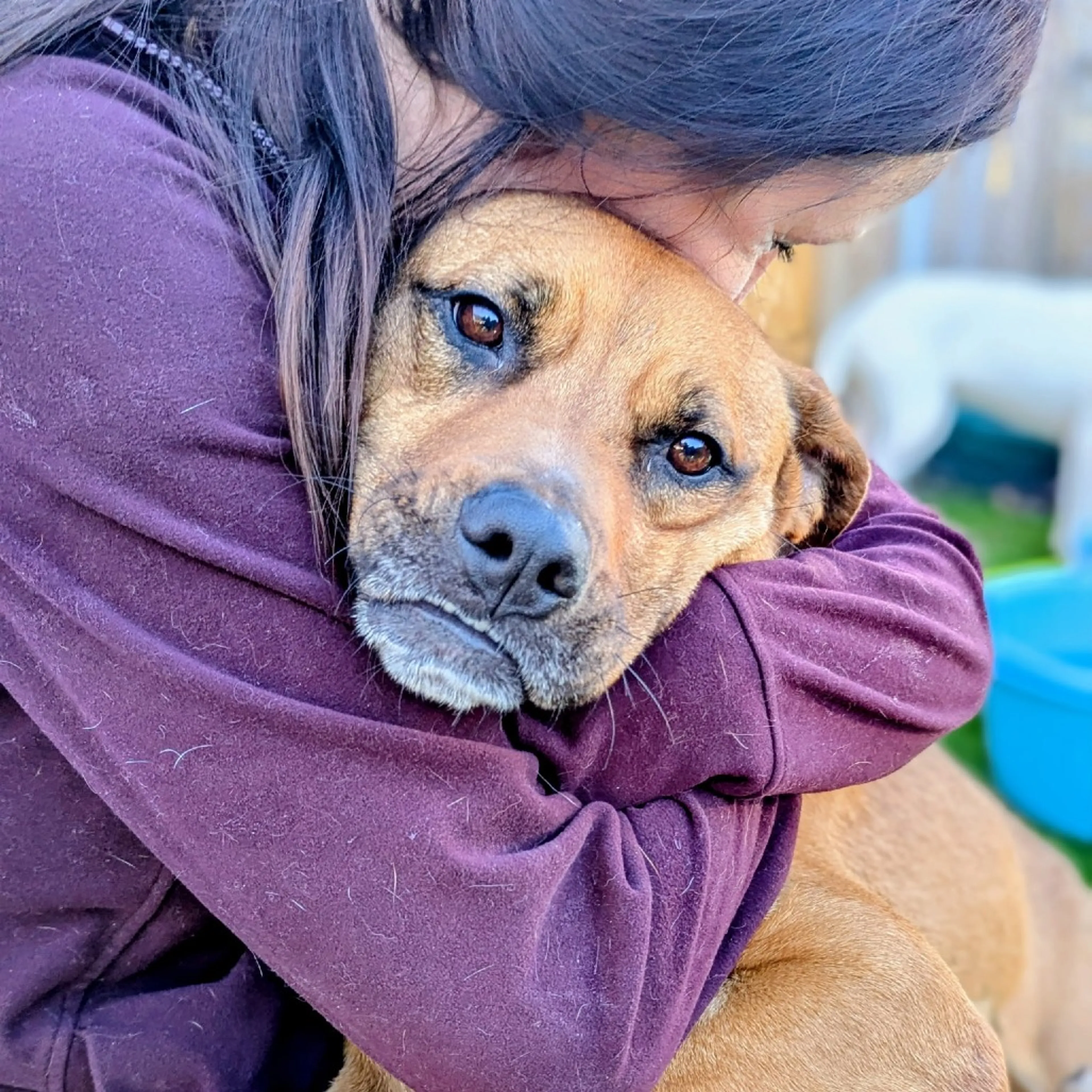 Found pet-4