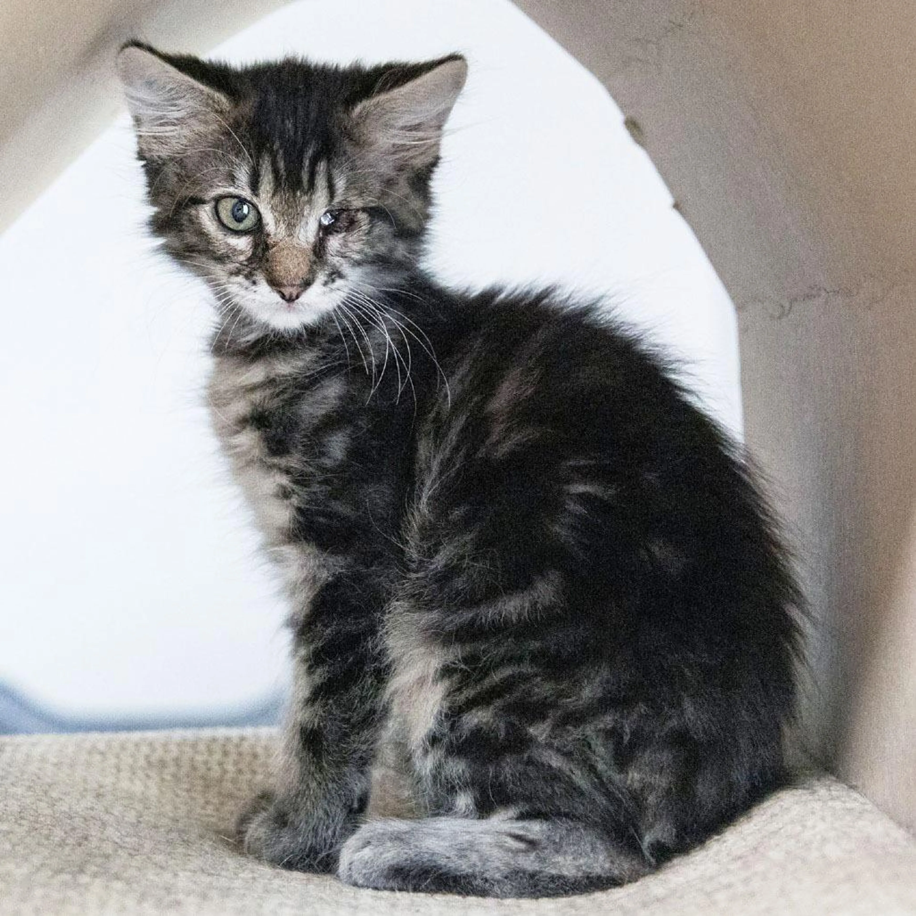 Found pet-2