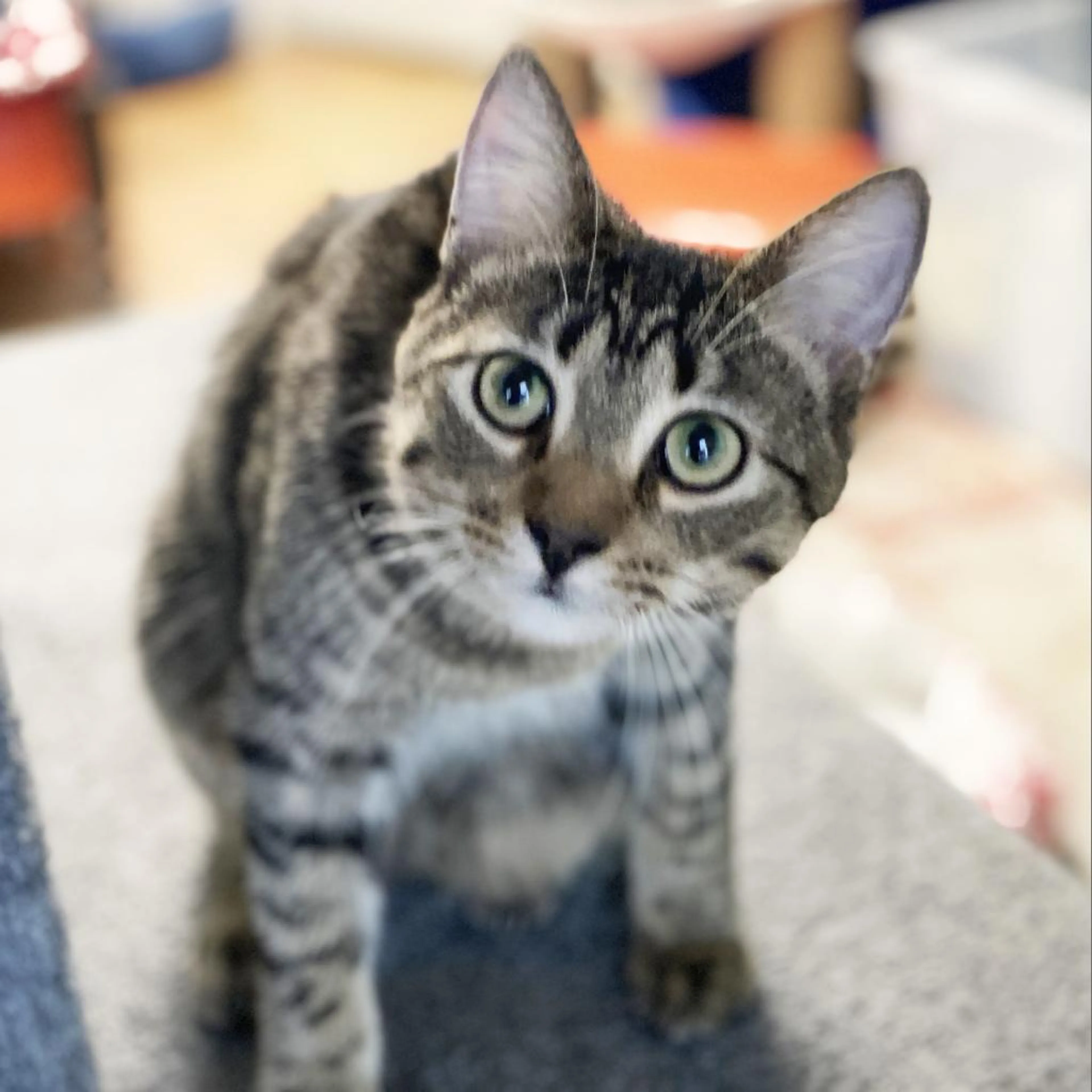 Found pet-2