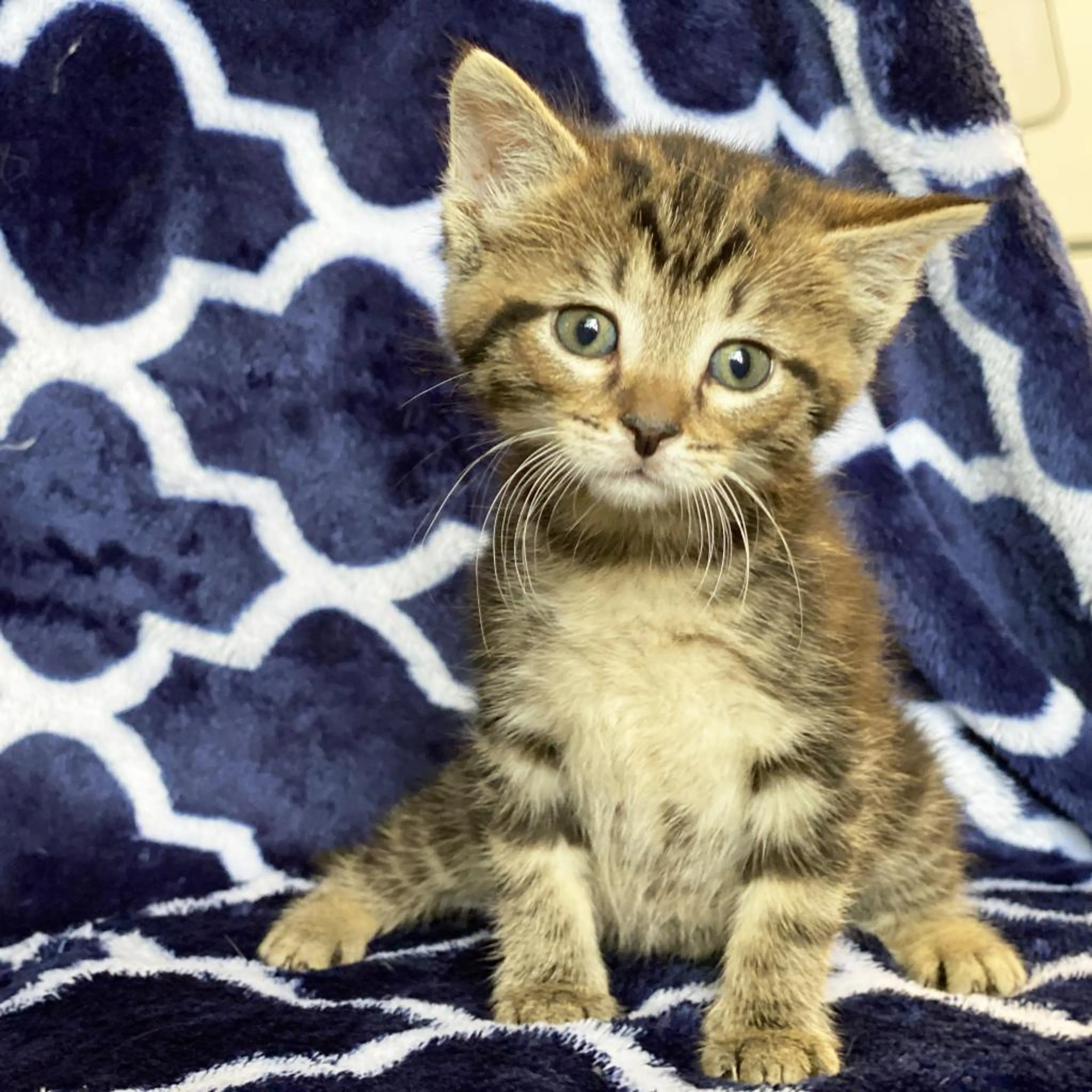 cdn image
