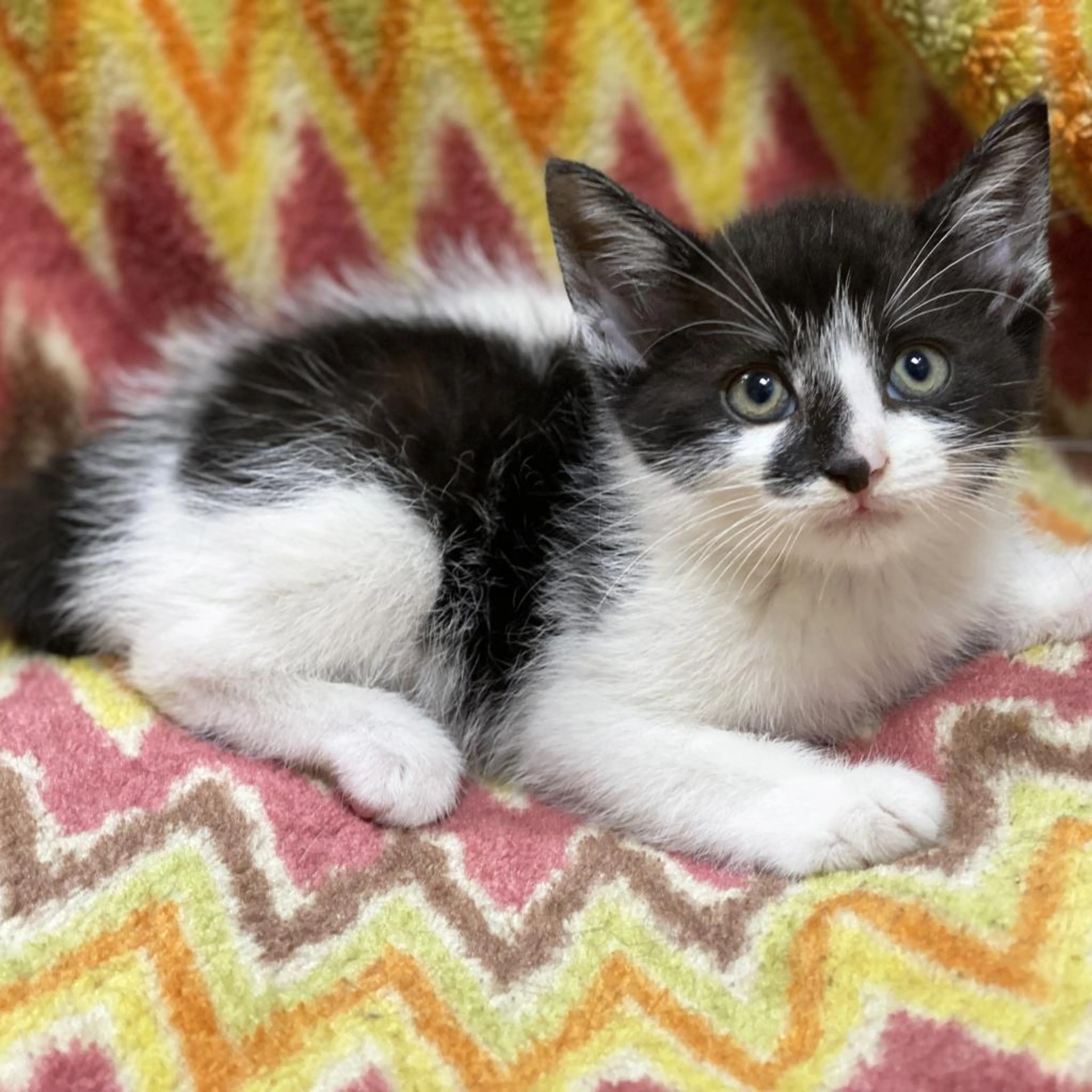 Found pet-1