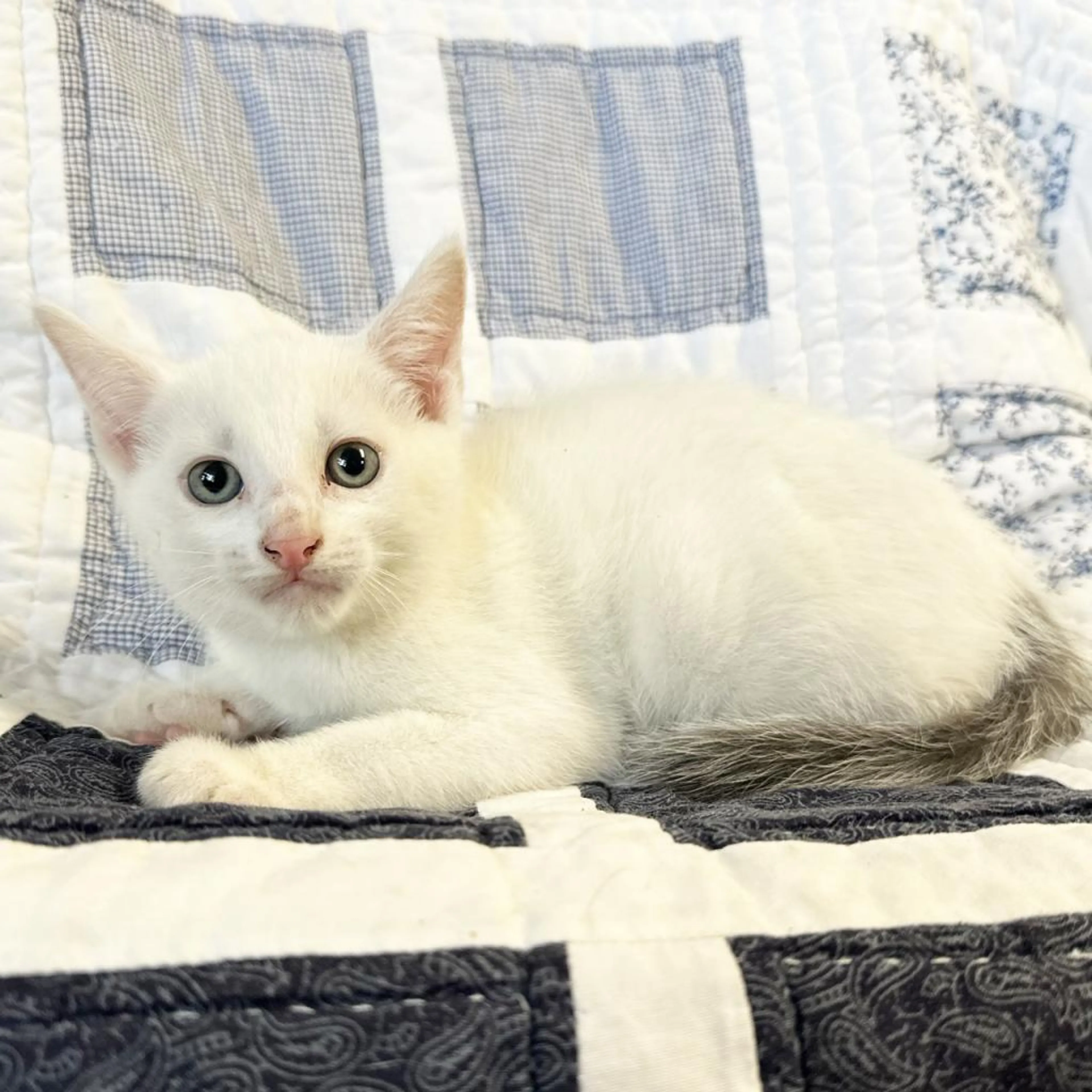 Found pet-1