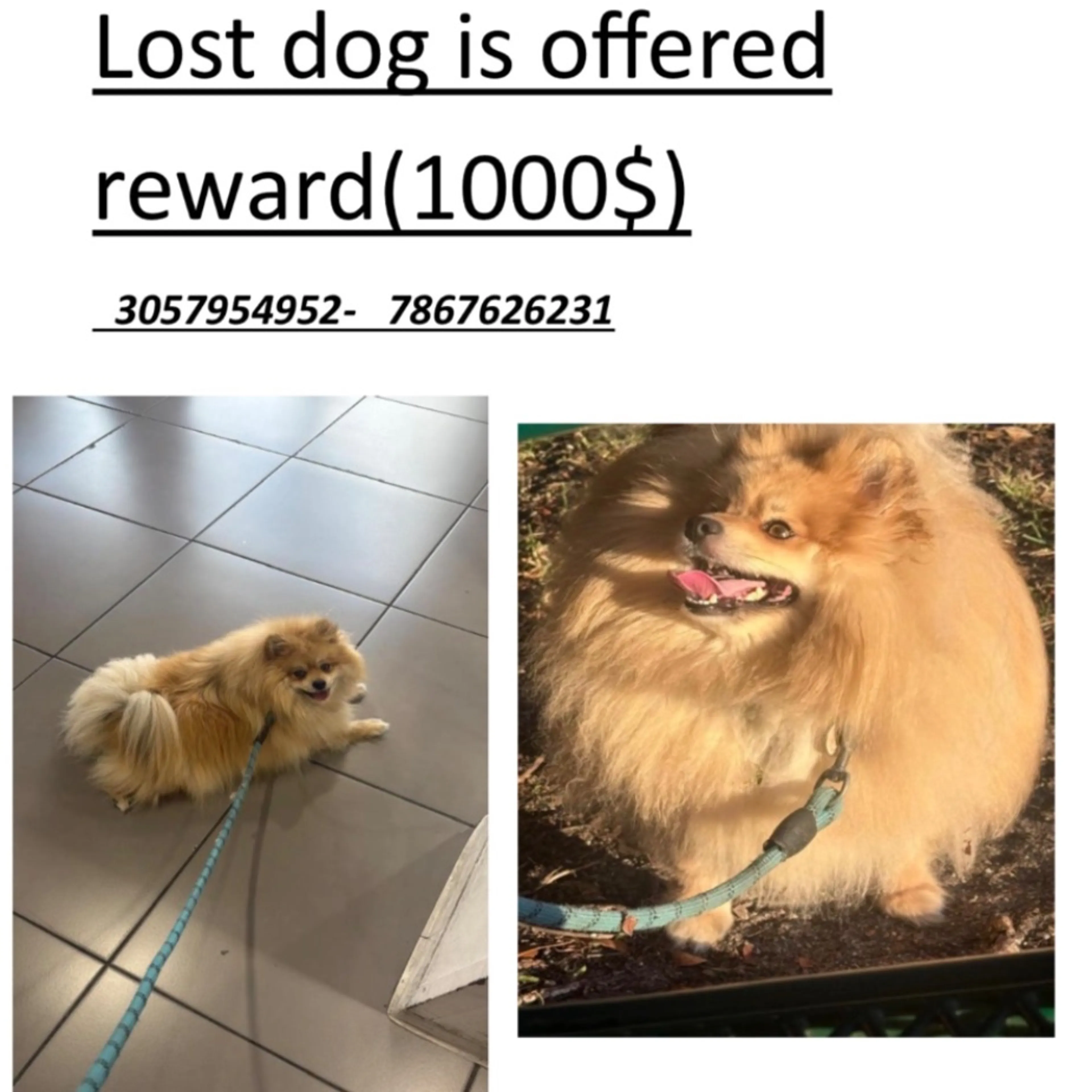 Lost pet-0