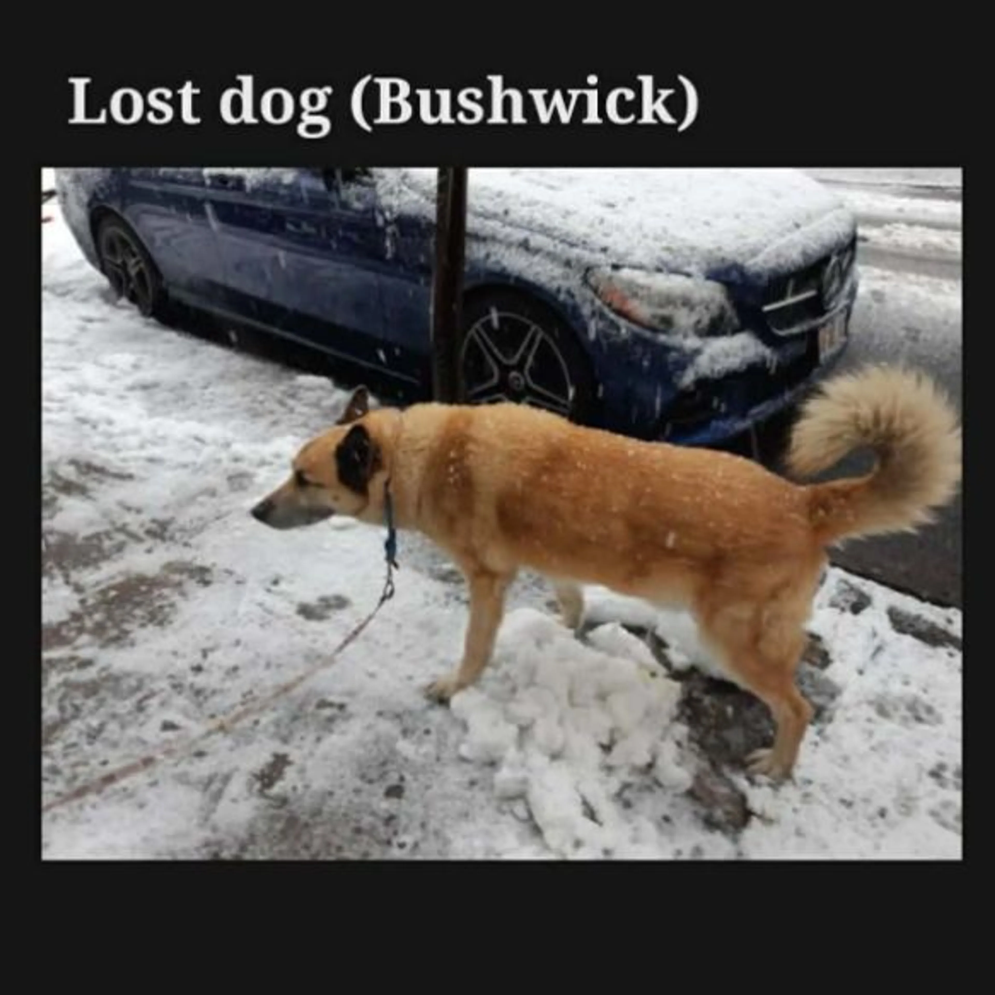 Lost pet