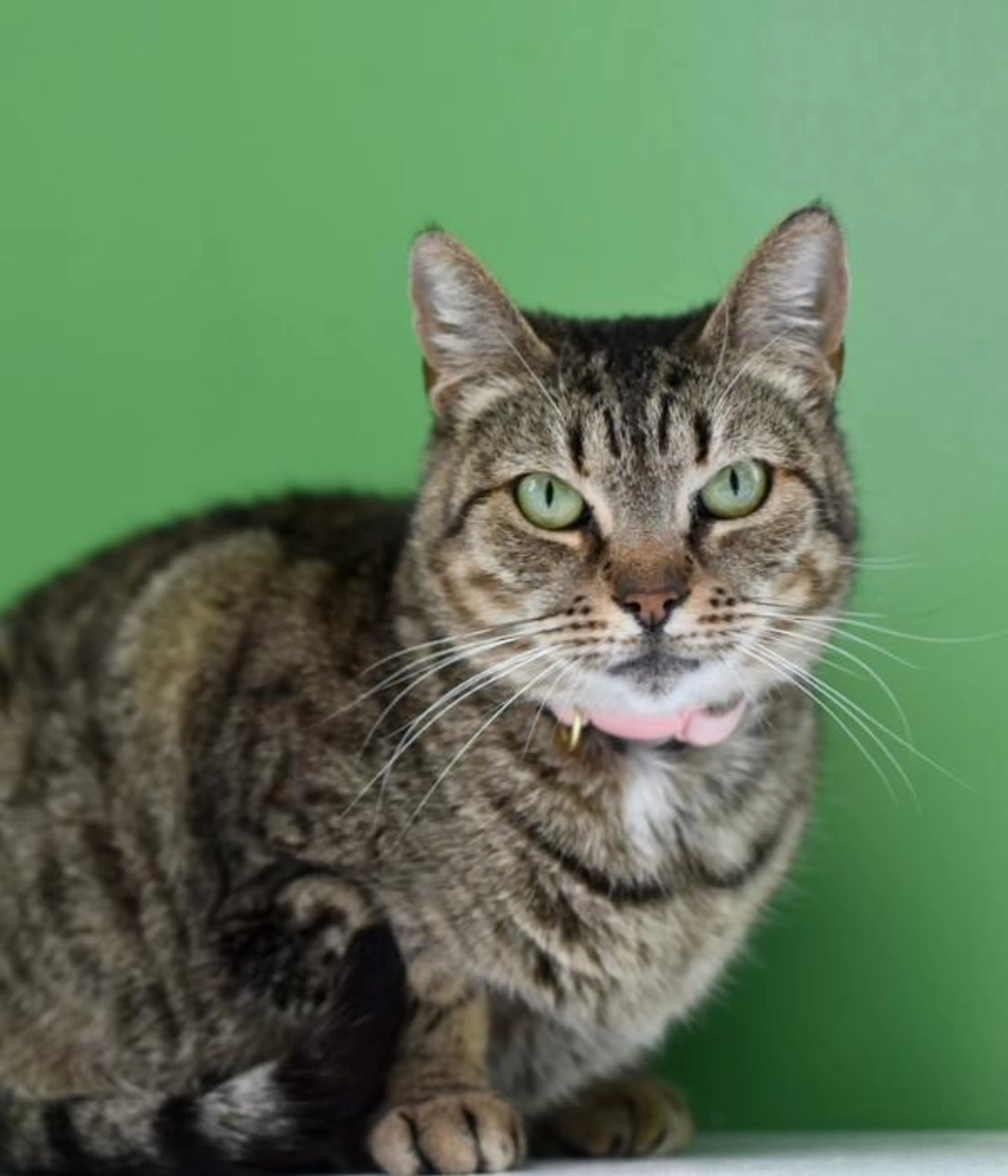 Found pet-4
