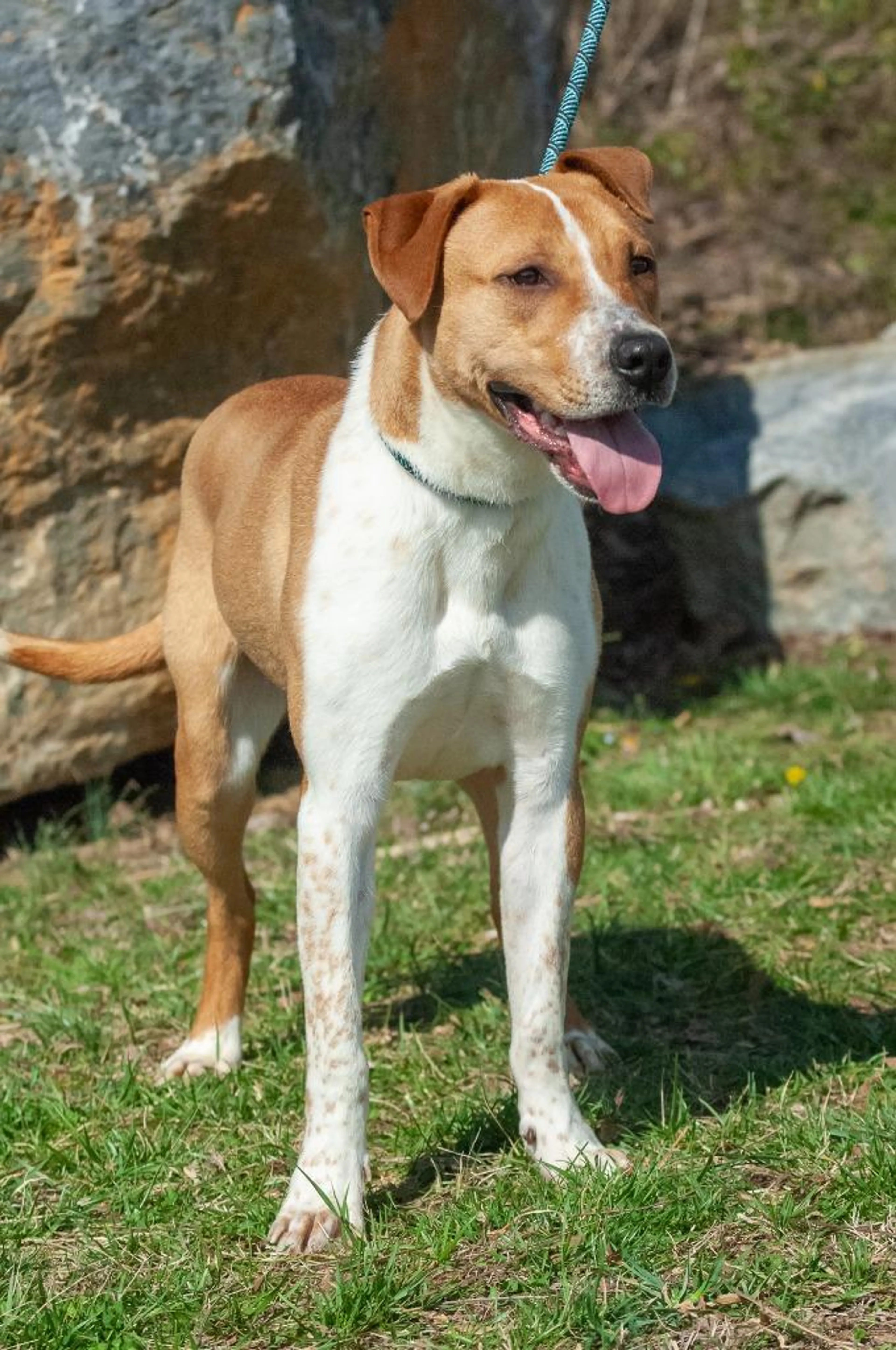 Found pet-1