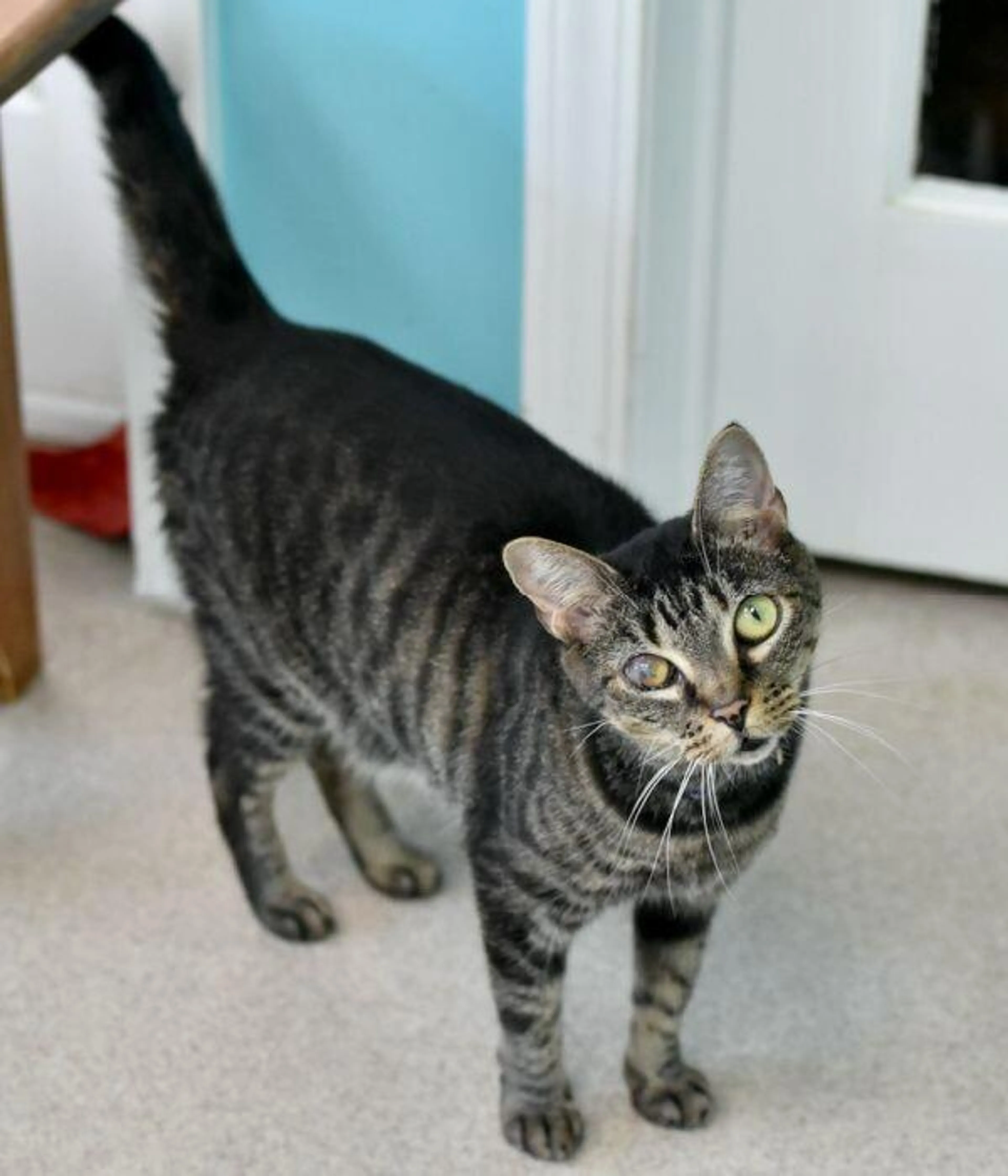 Found pet-3