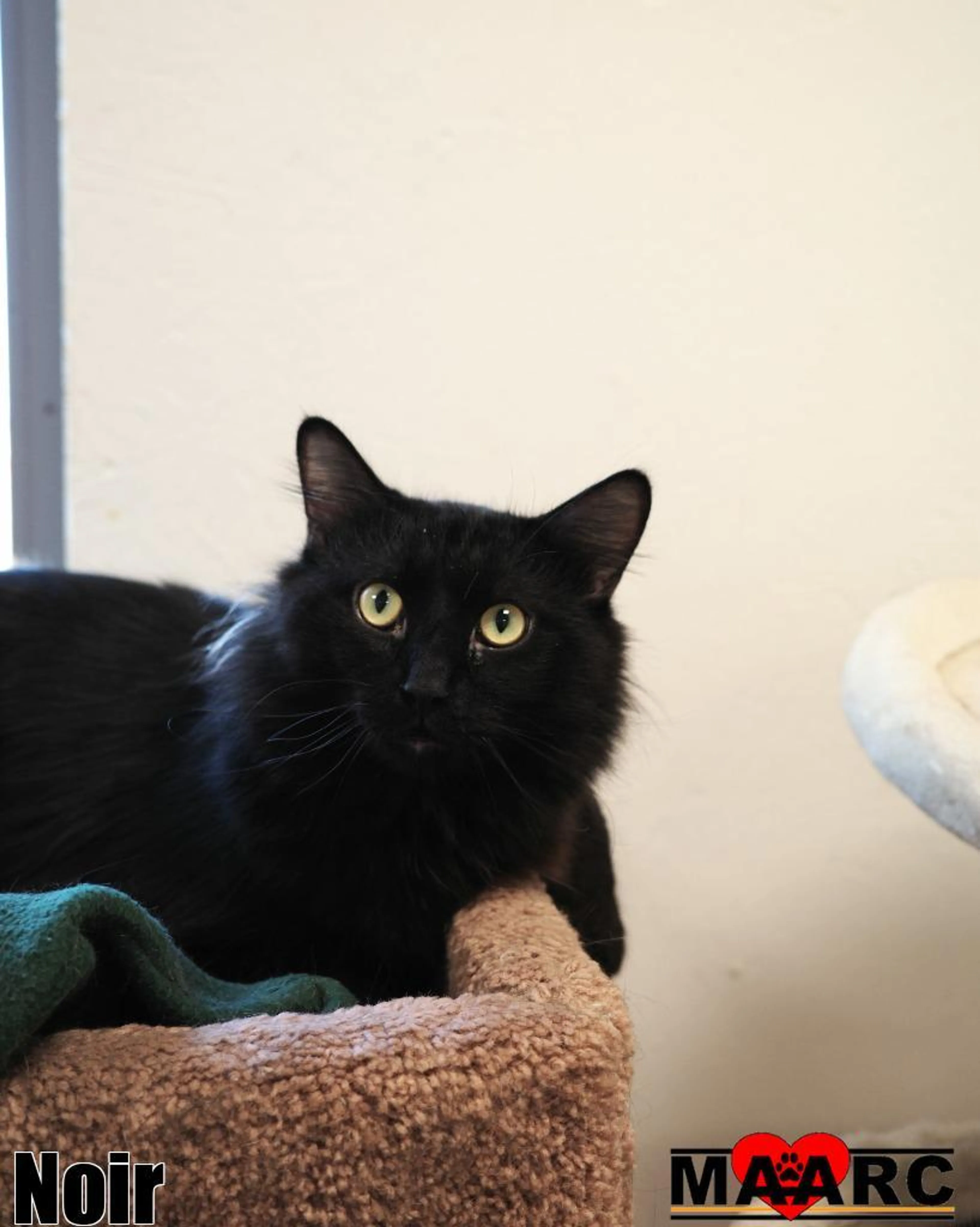 Found pet-1