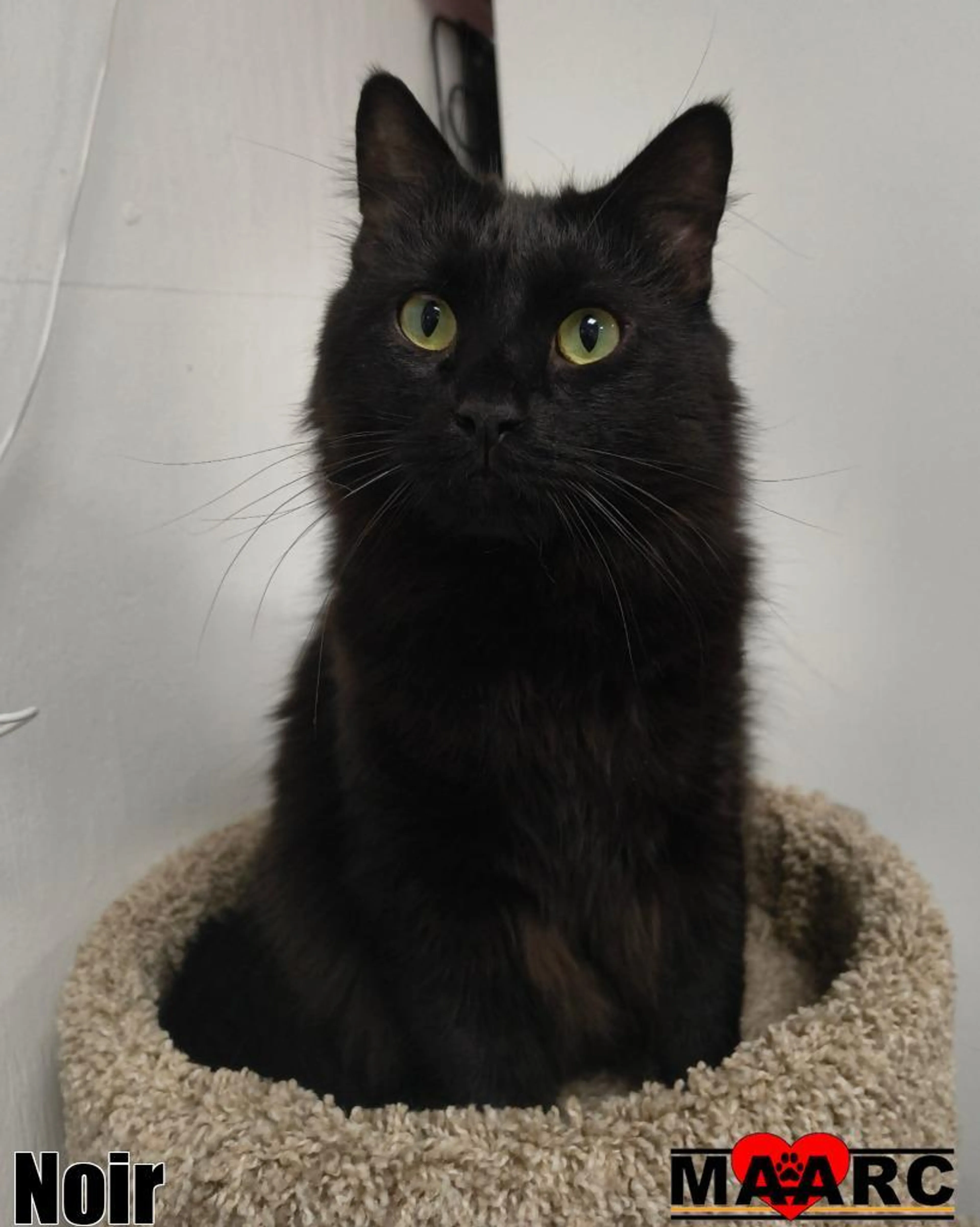 Found pet-2