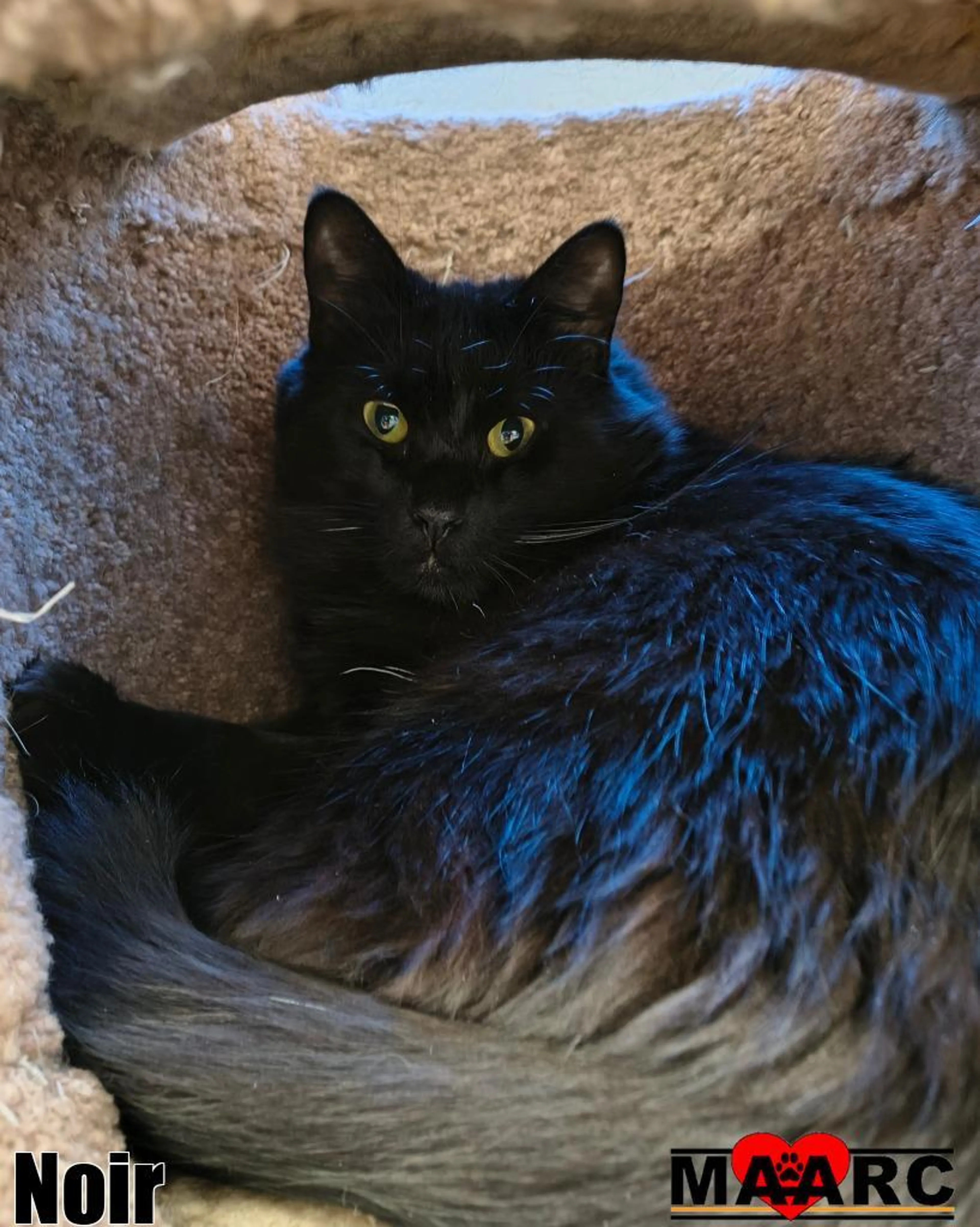 Found pet-0