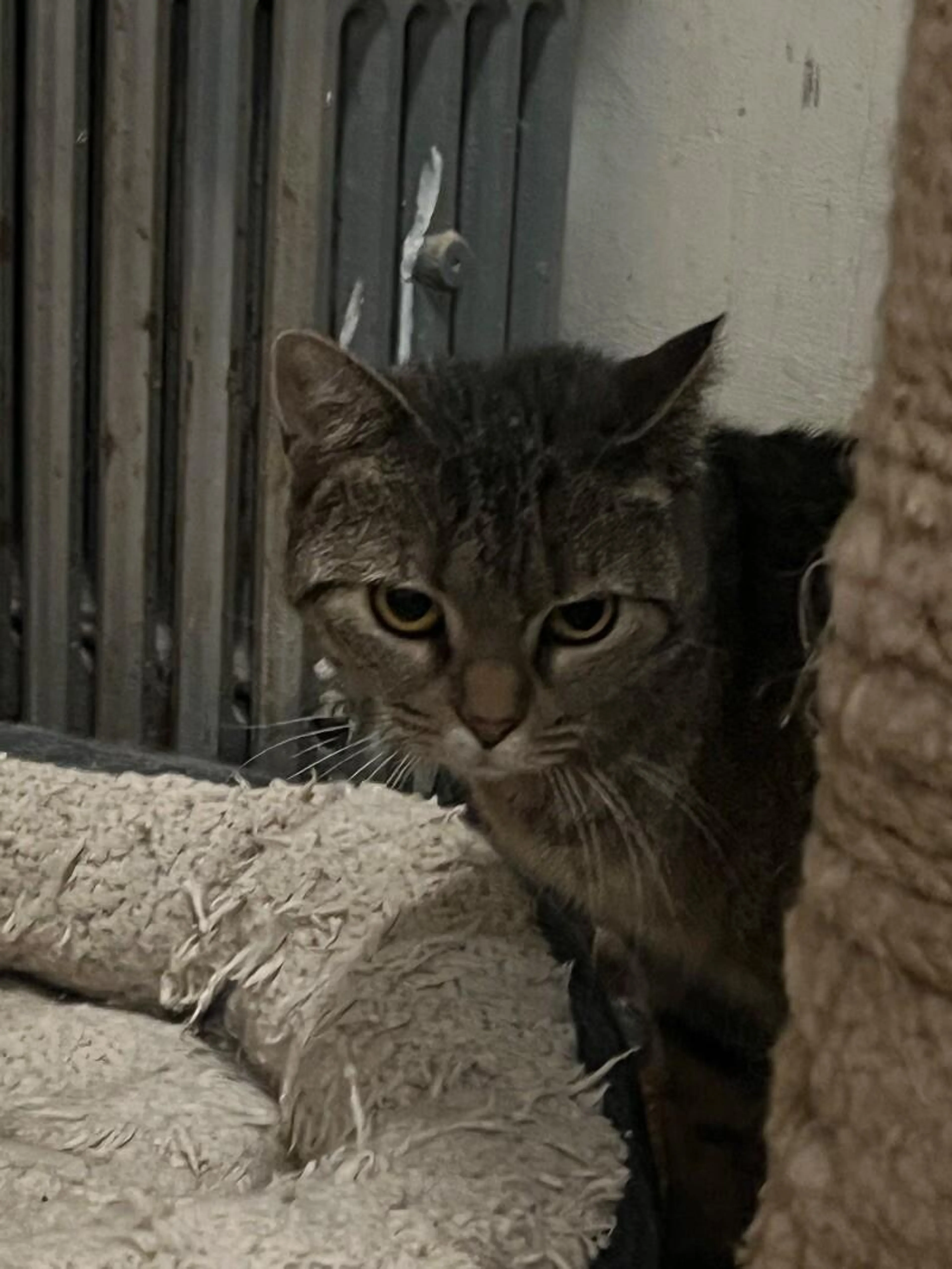 Found pet-0