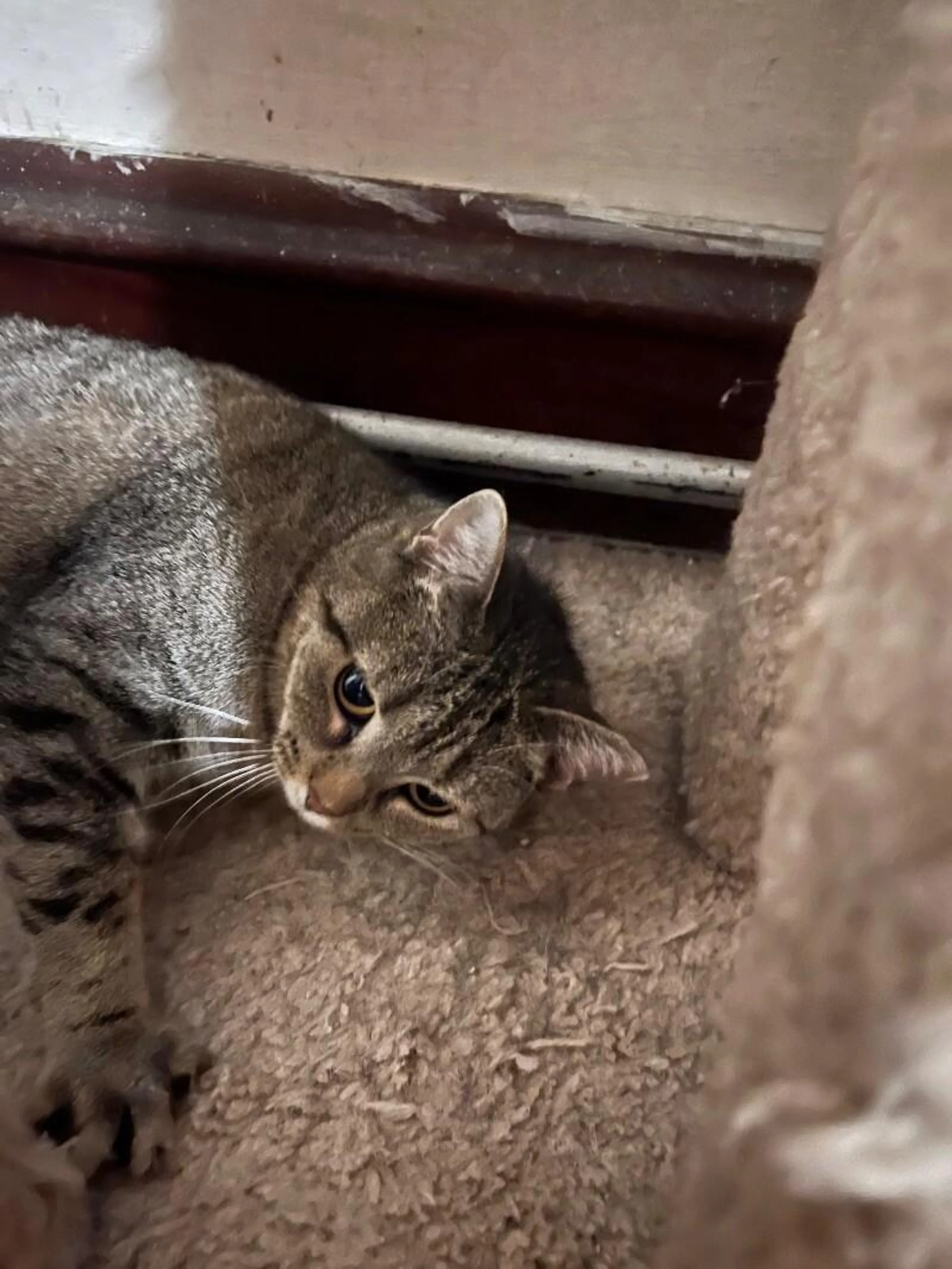 Found pet-1