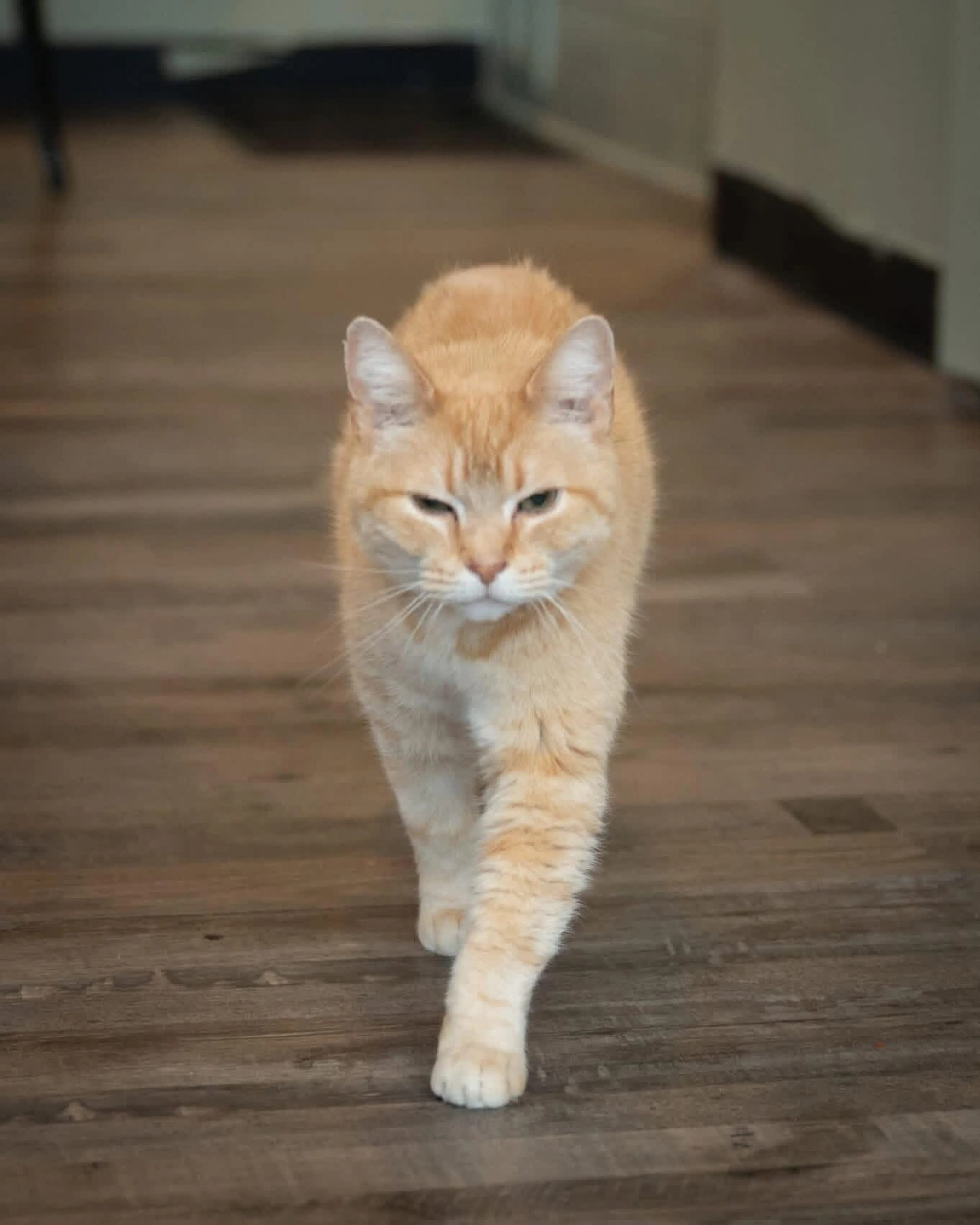 Found pet-5