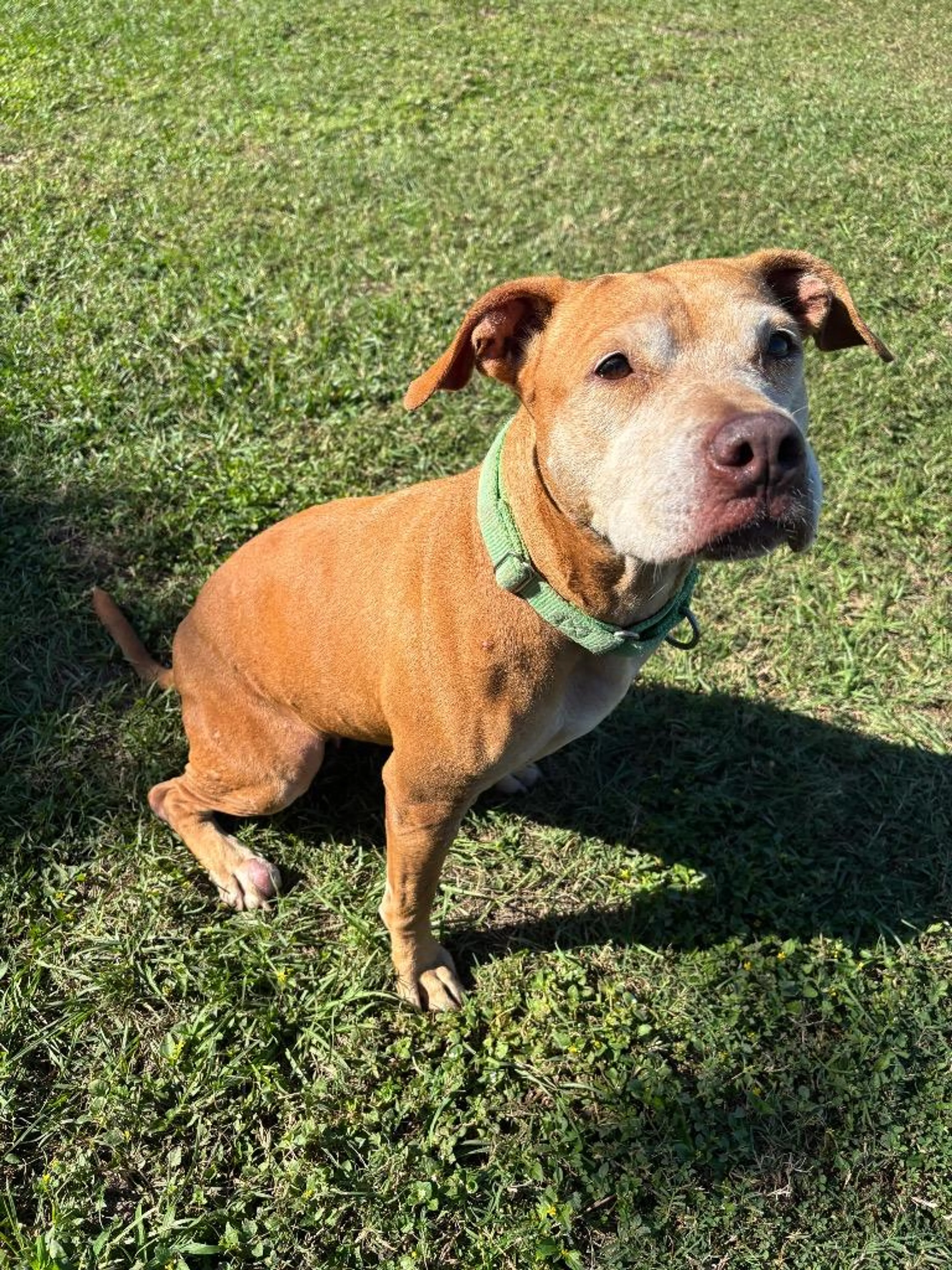 Found pet-3