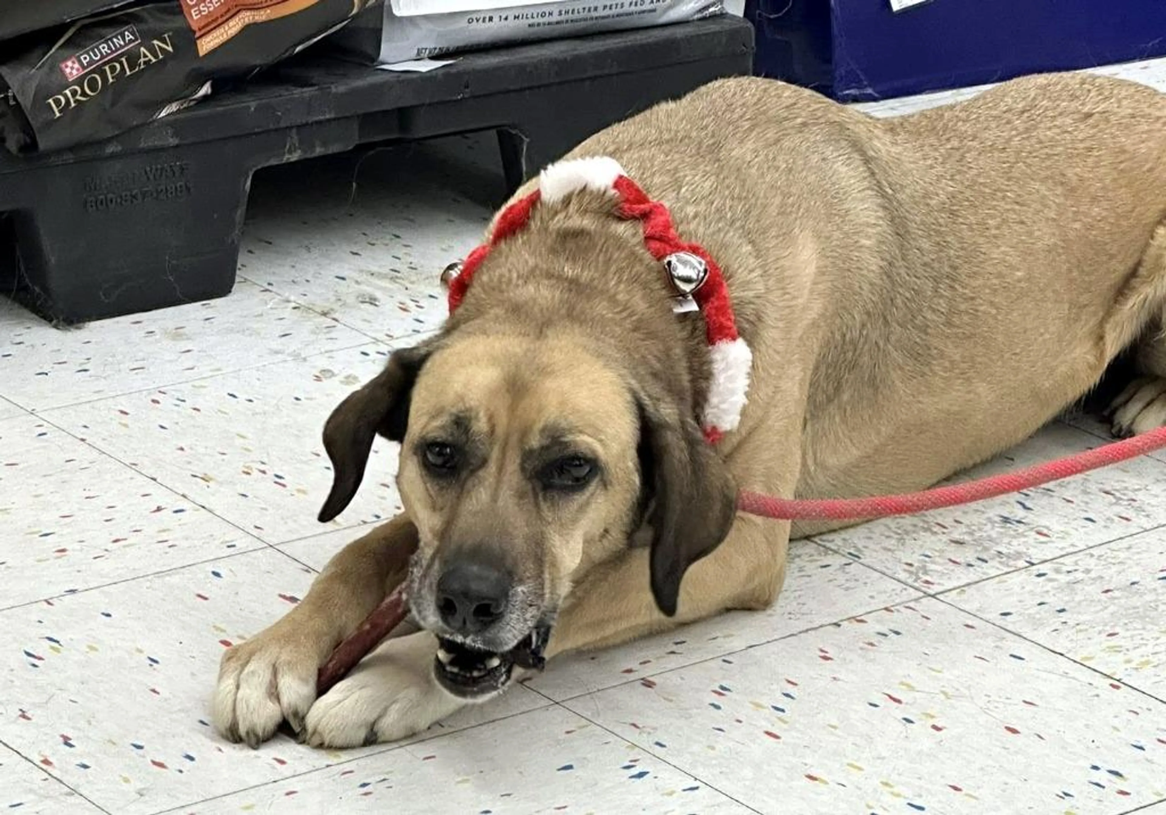 Found pet-1
