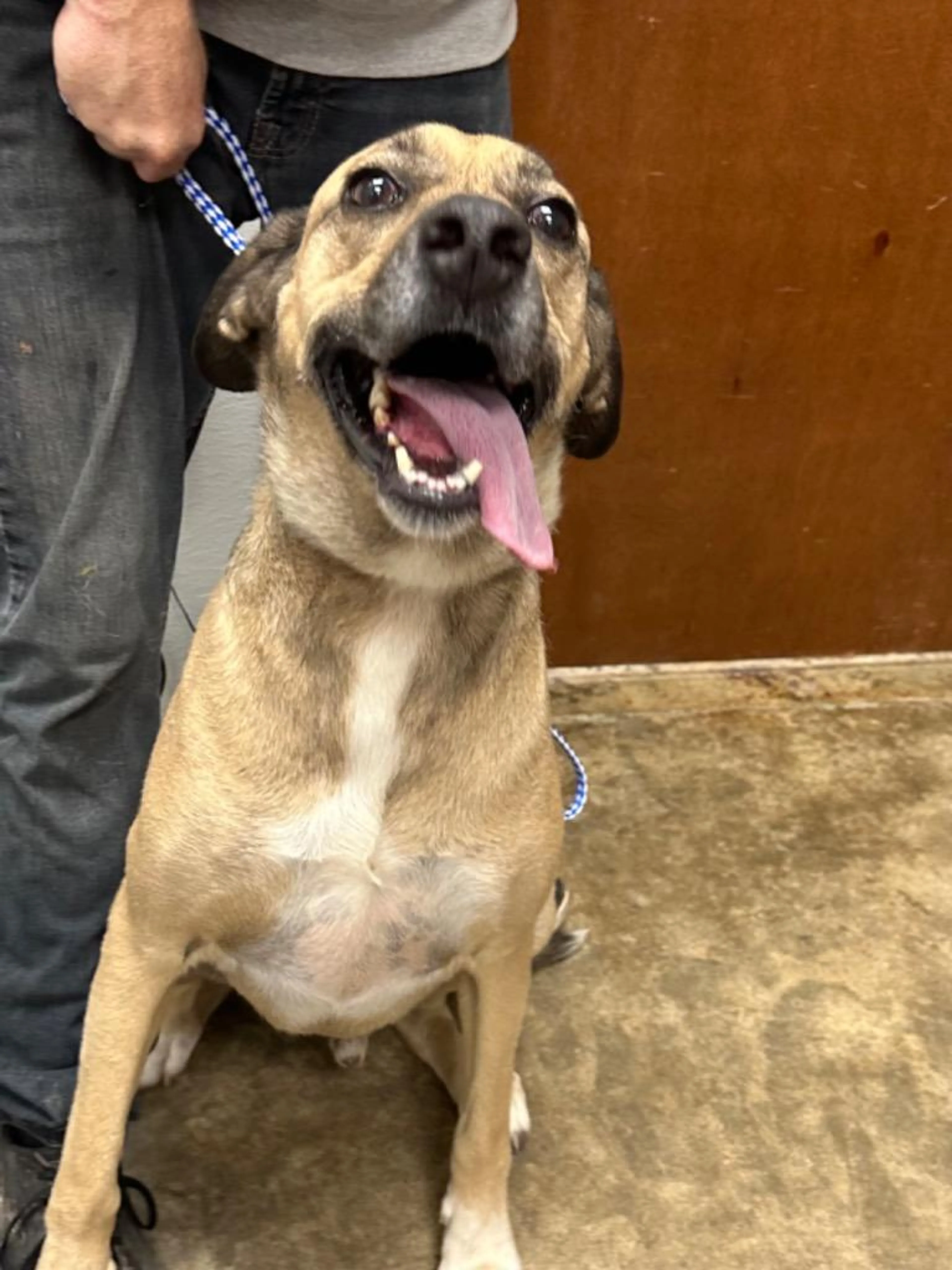 Found pet-2
