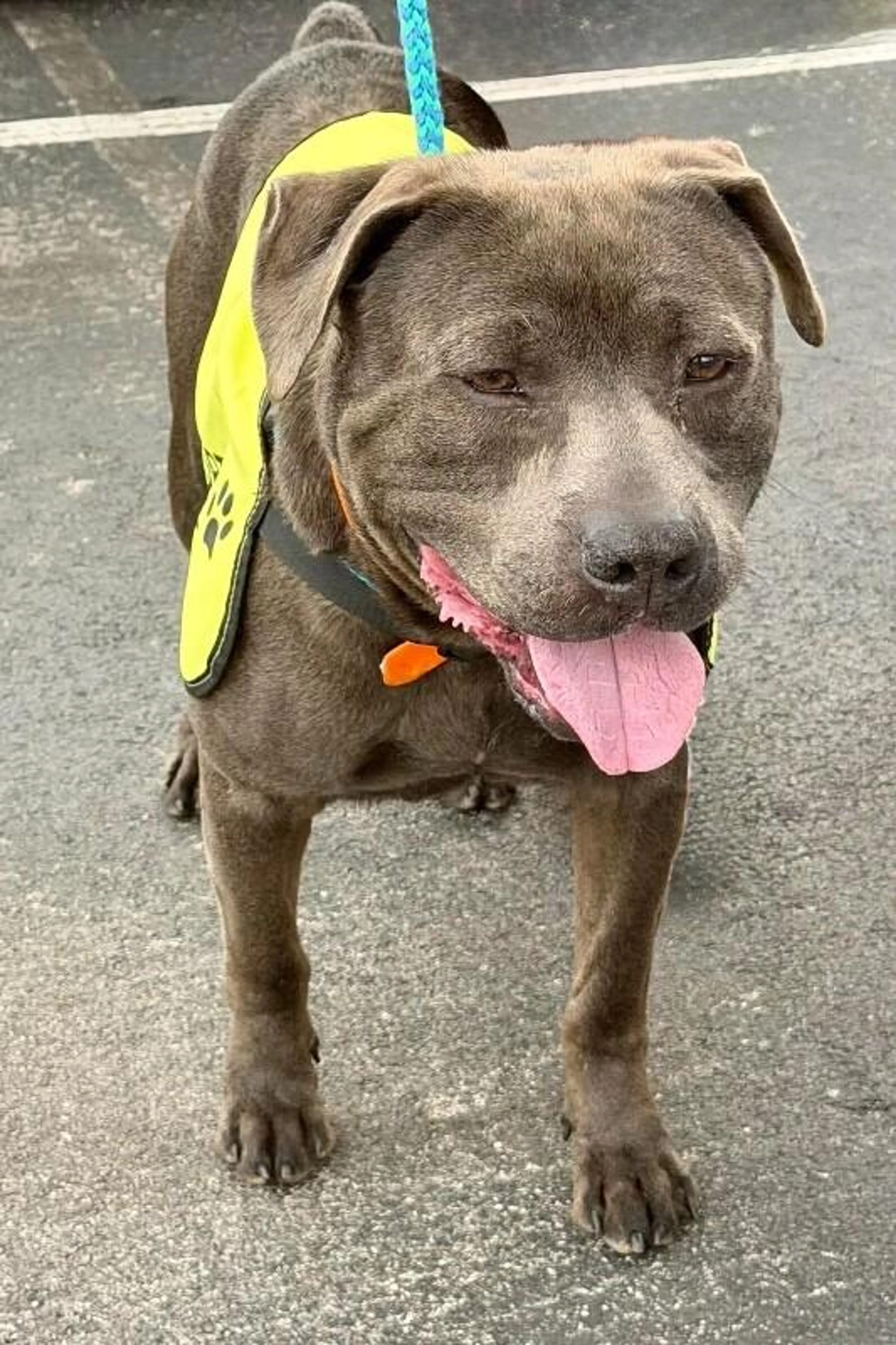 Found pet-4