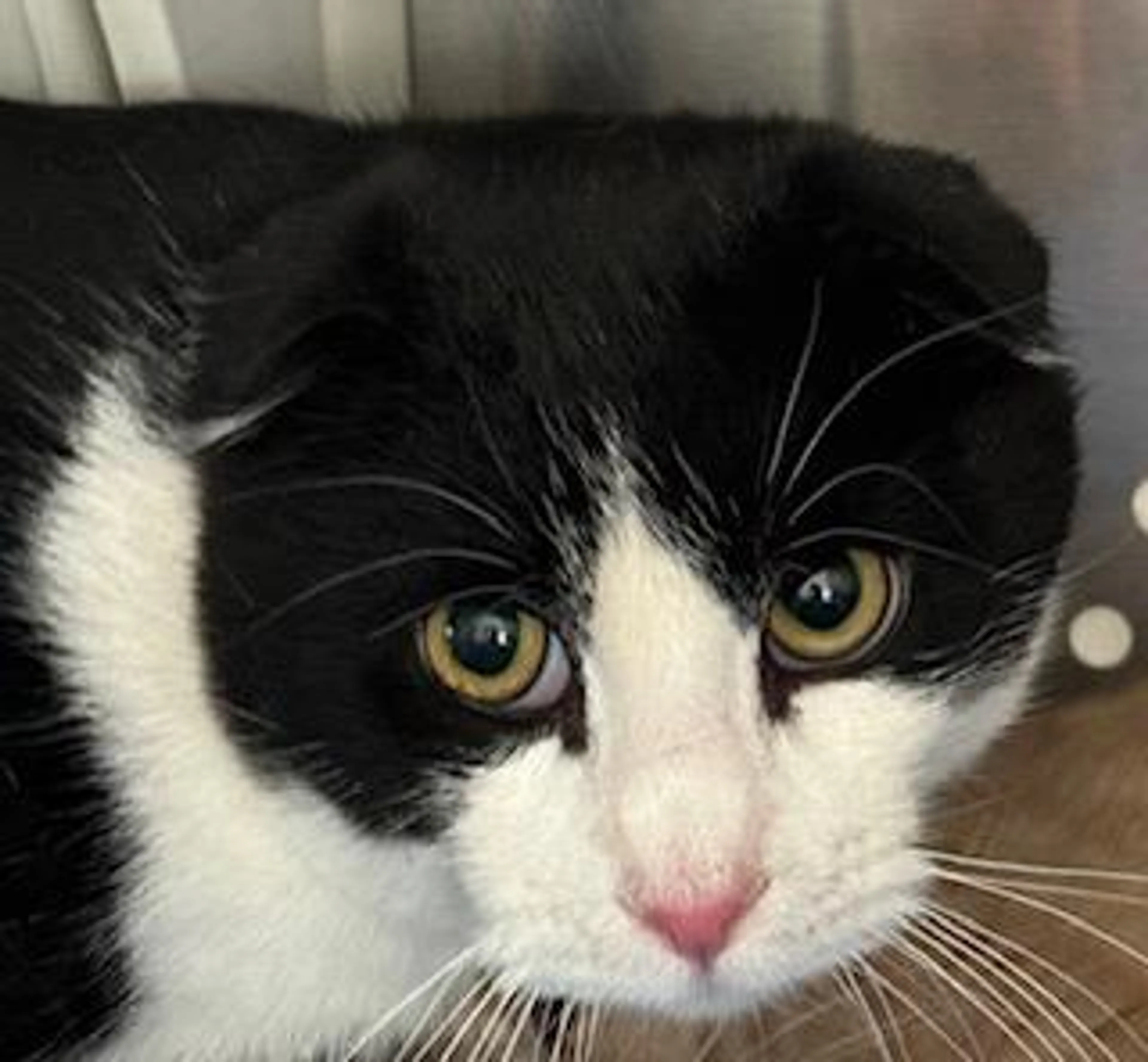 Found pet