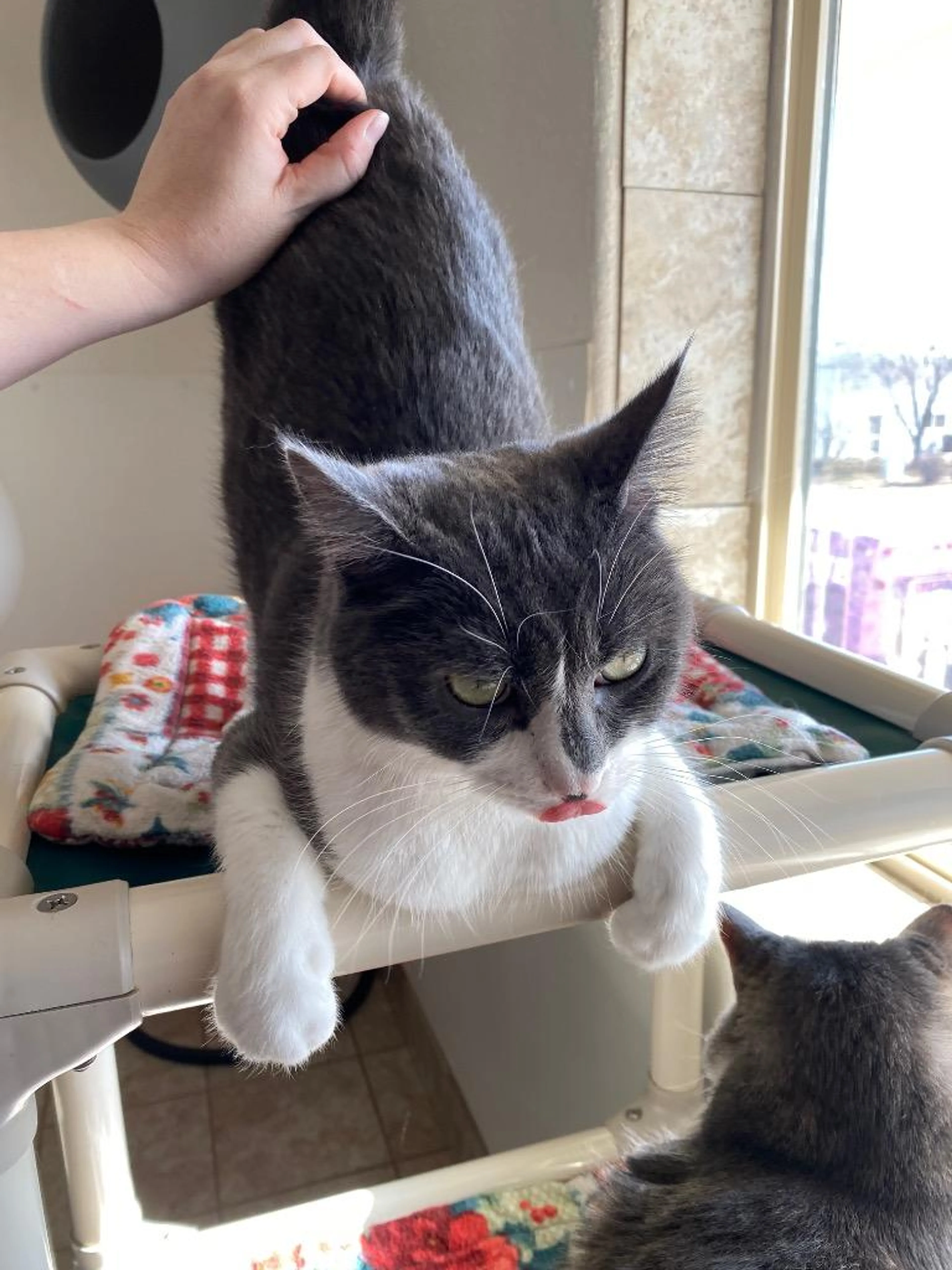 Found pet-0