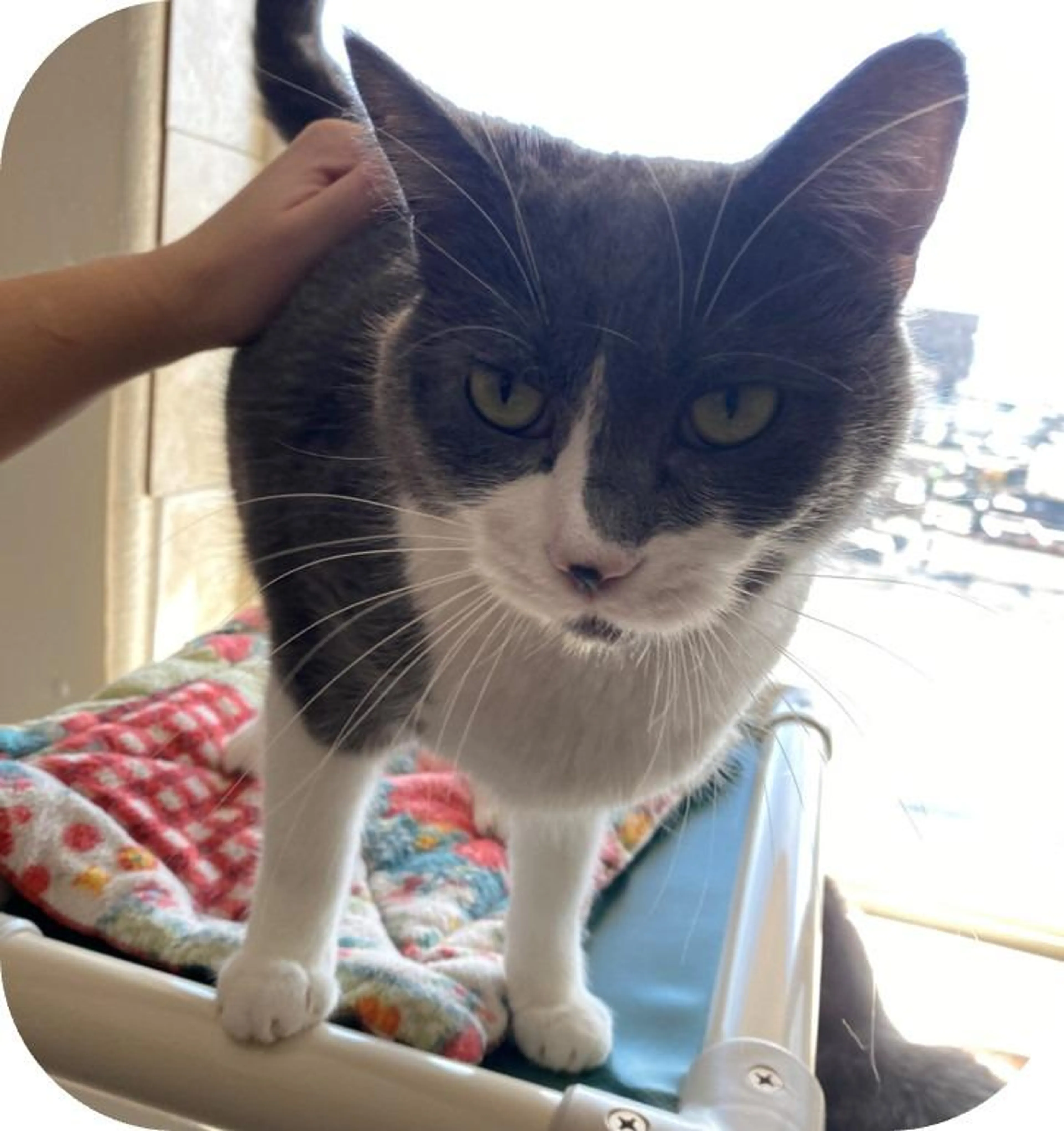 Found pet-1