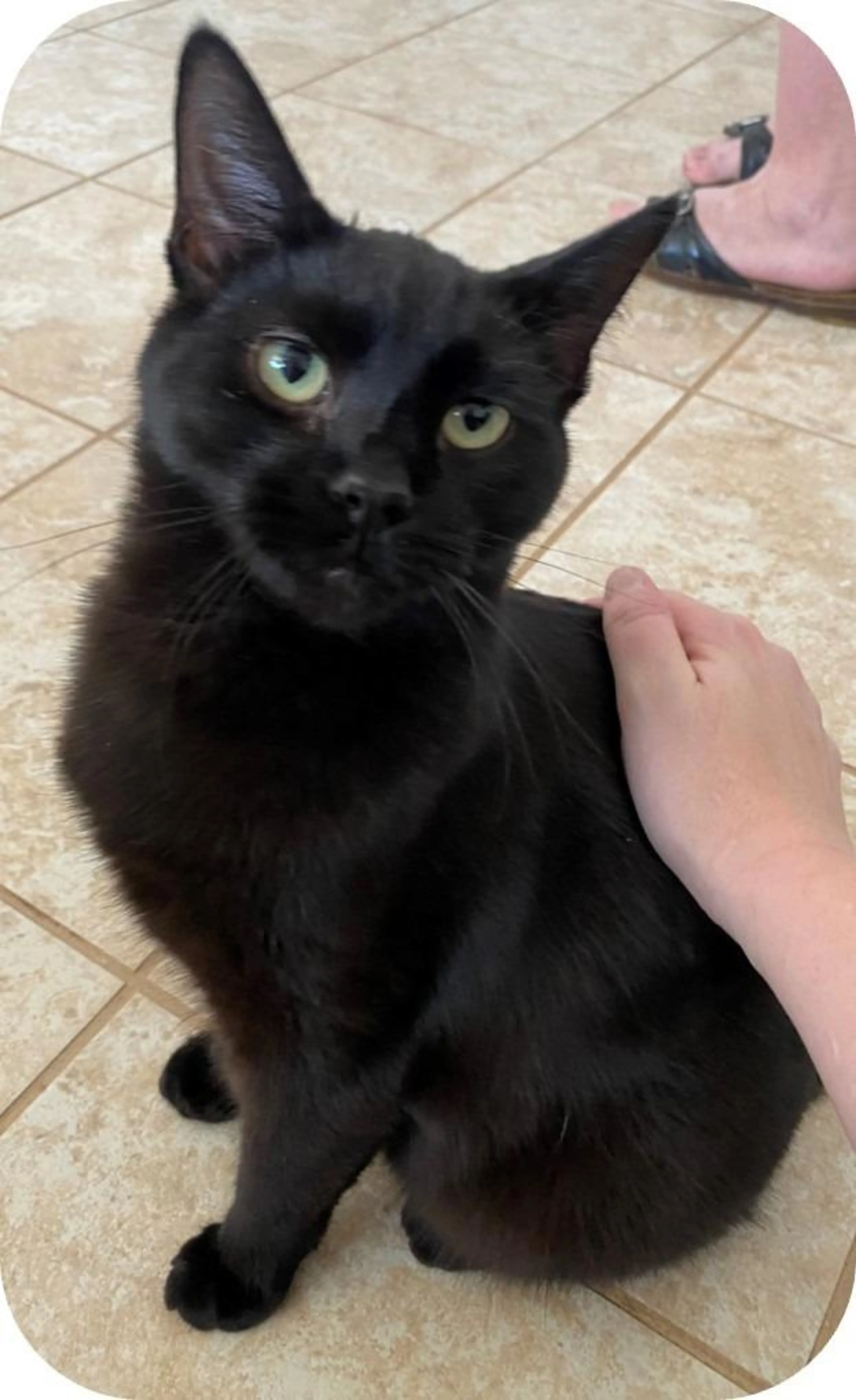 Found pet-1