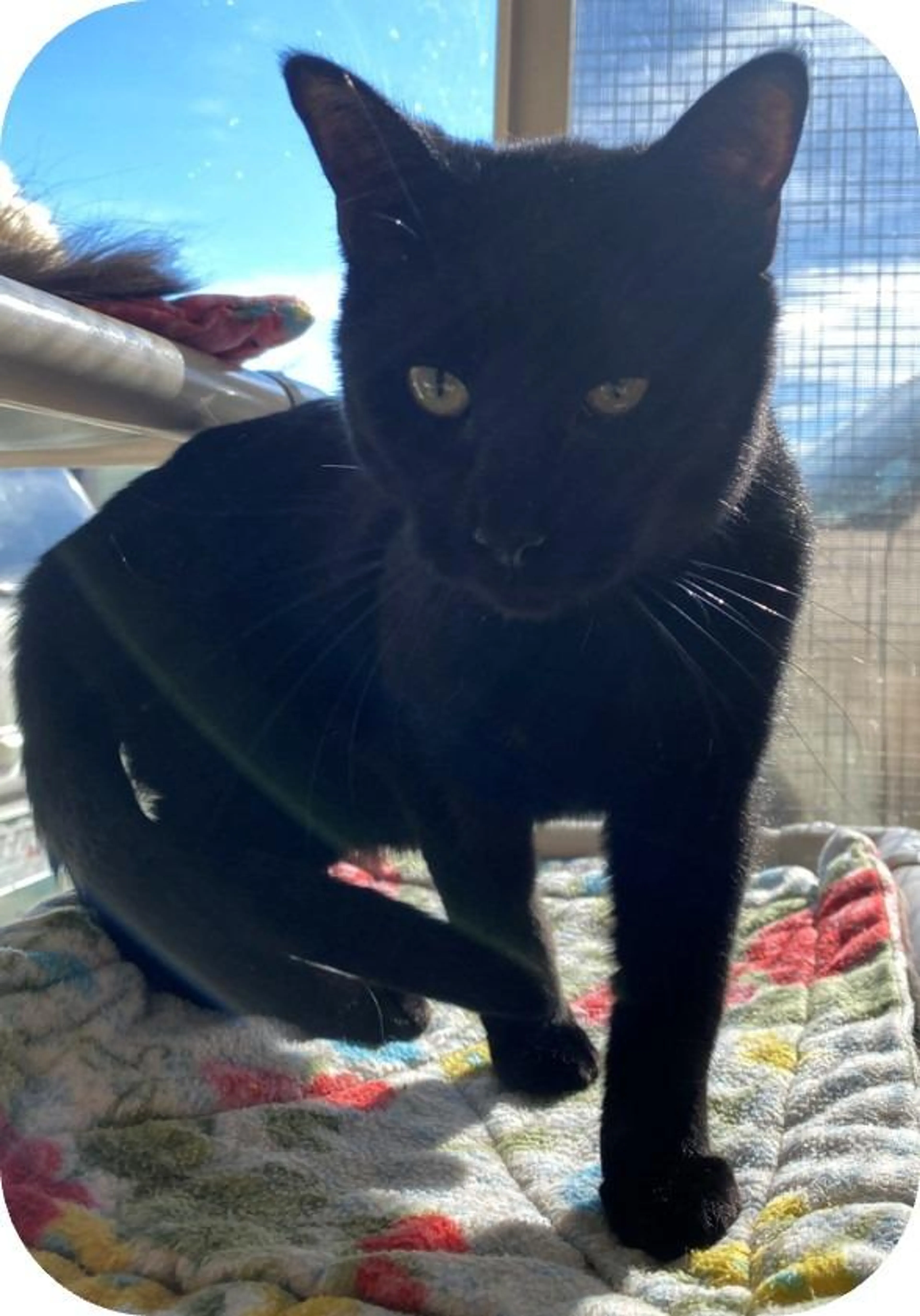 Found pet