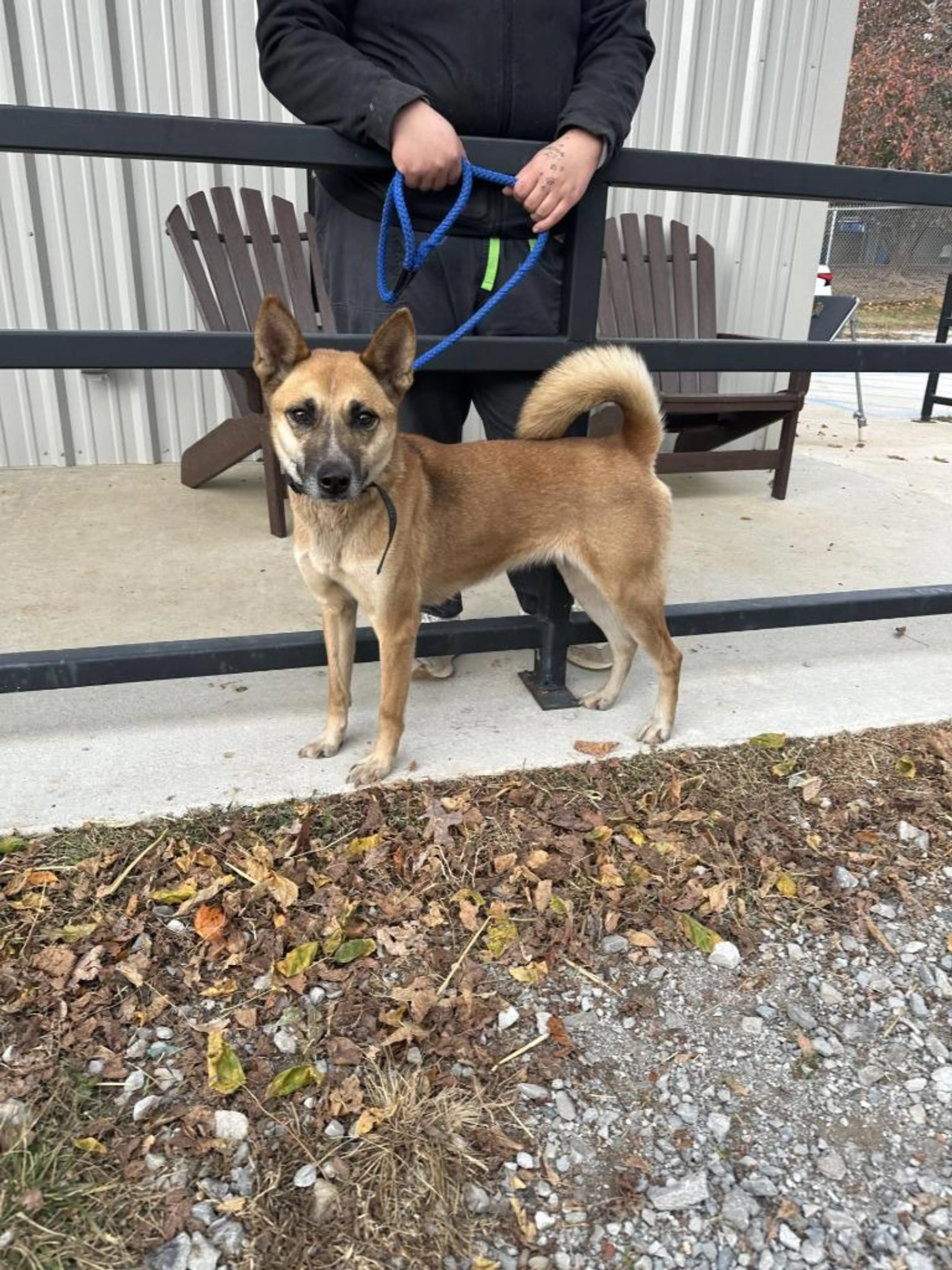 Found pet-2