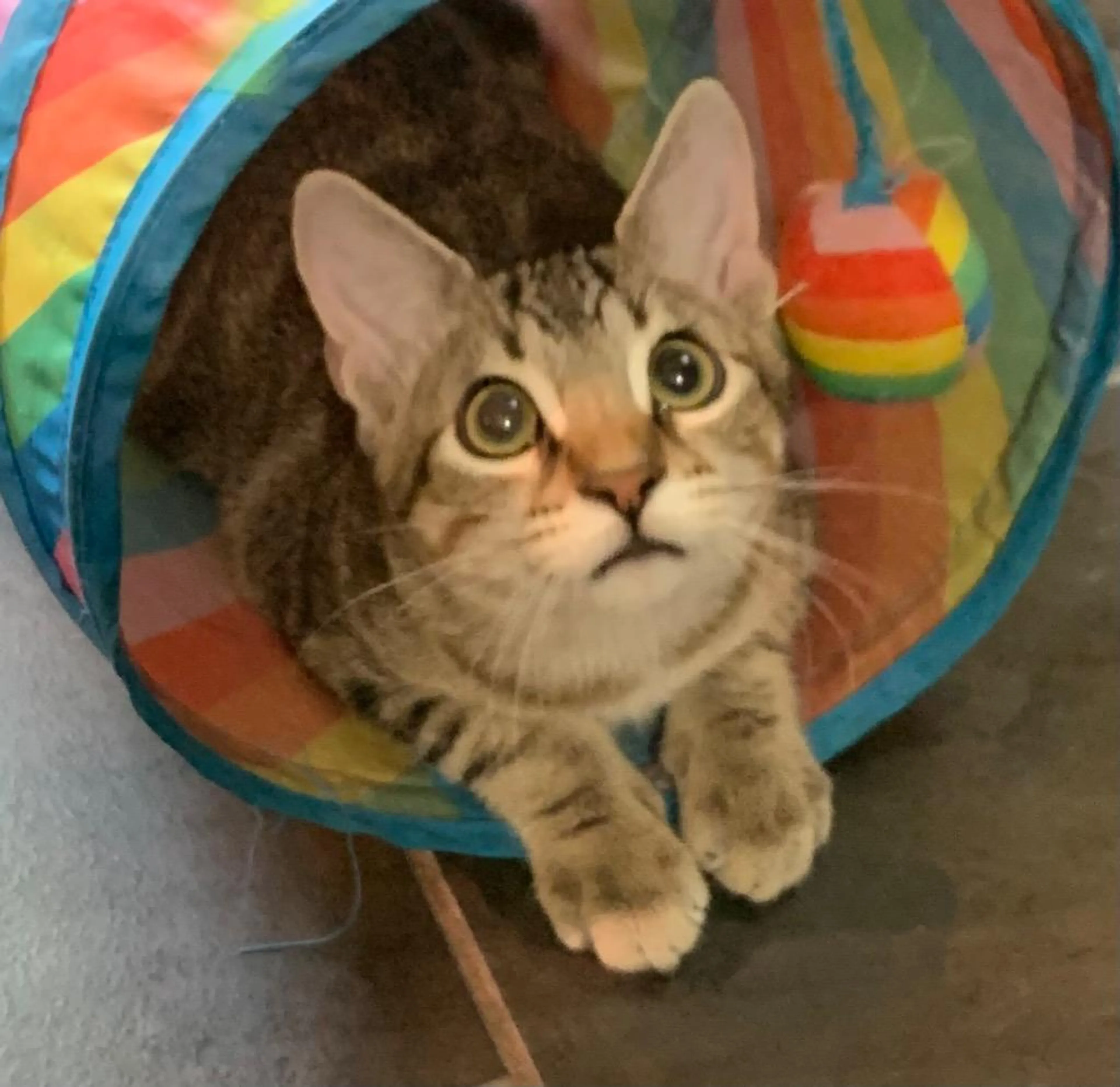 Found pet