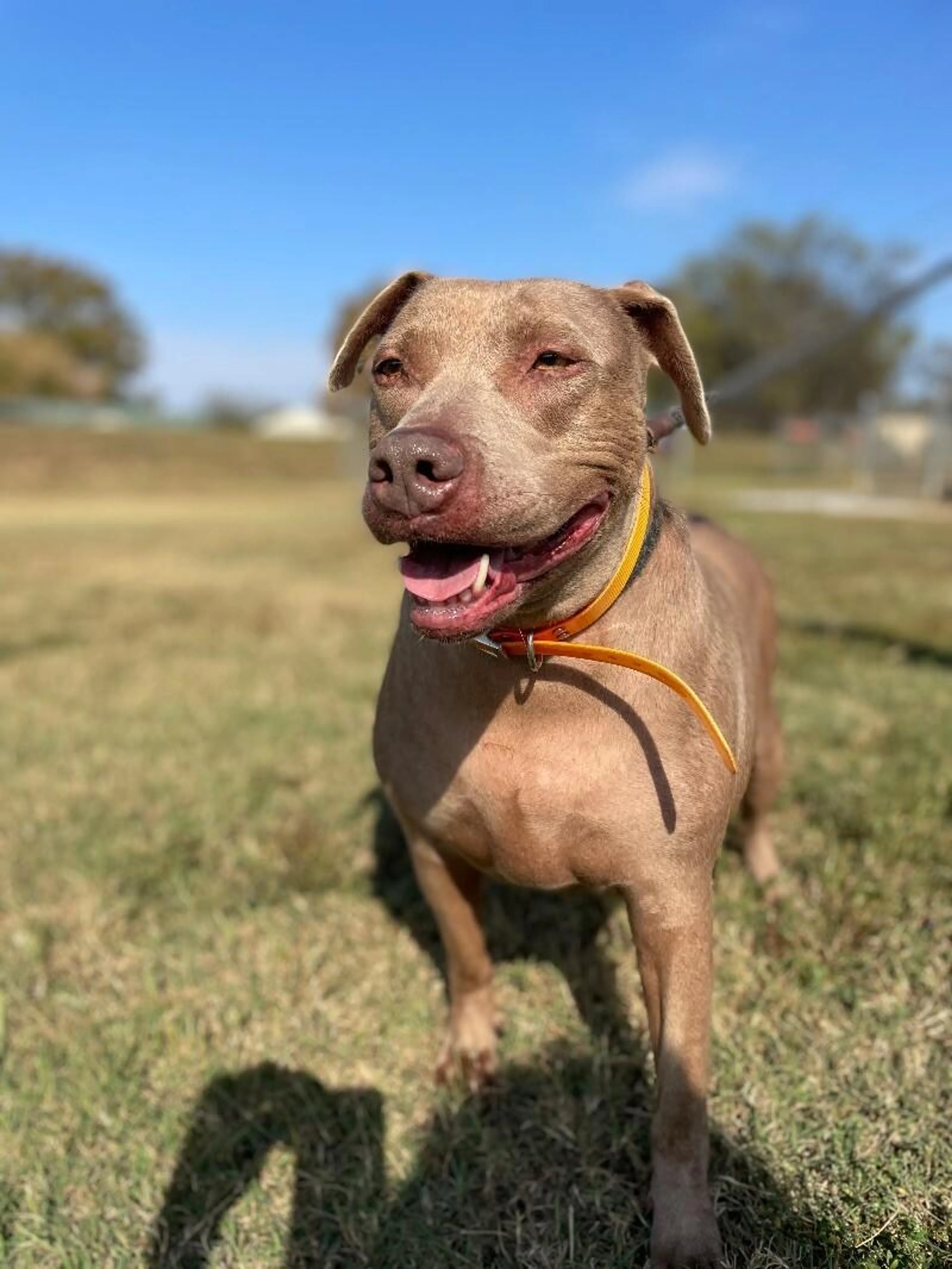 Found pet-1