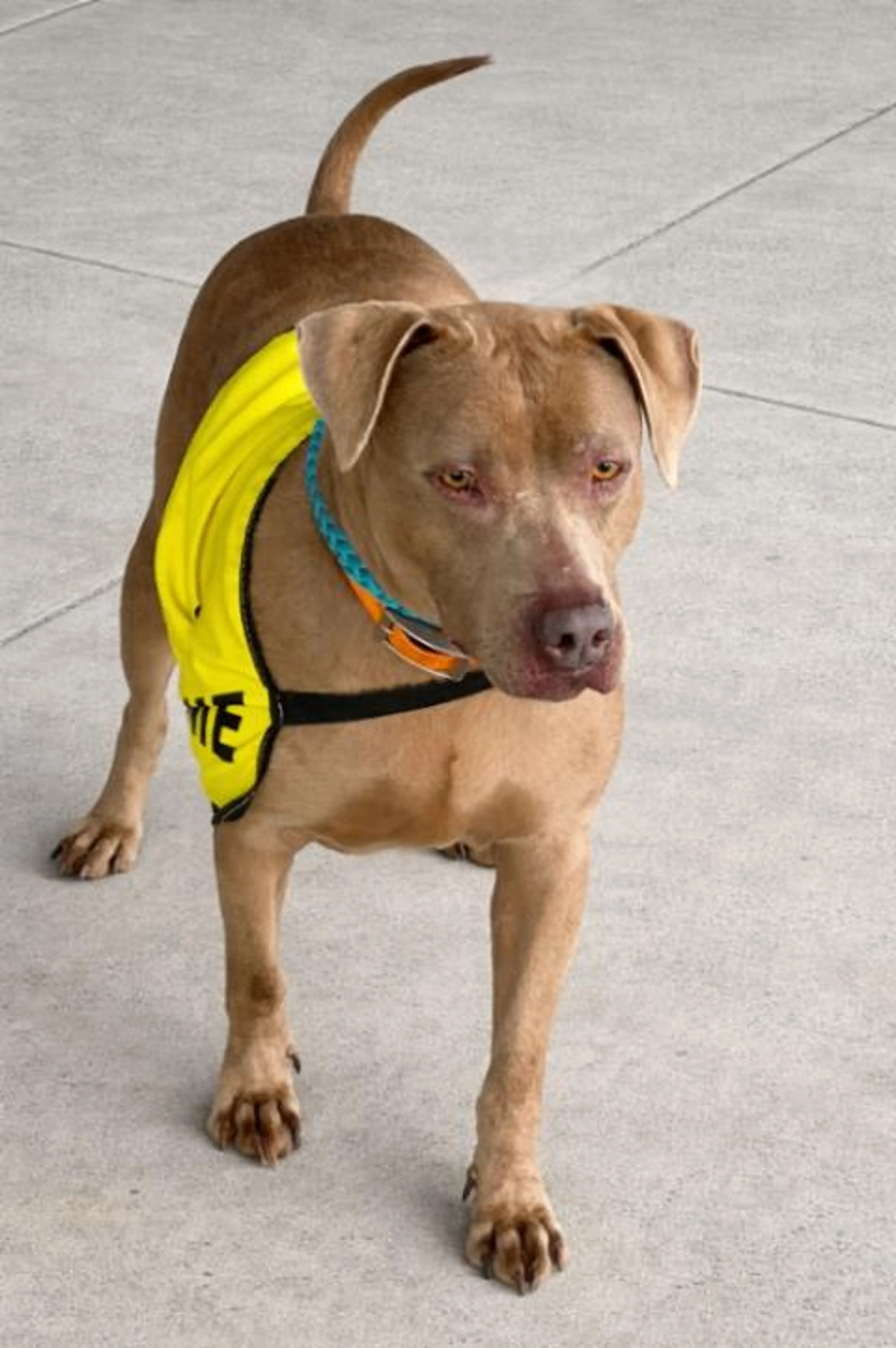 Found pet-5