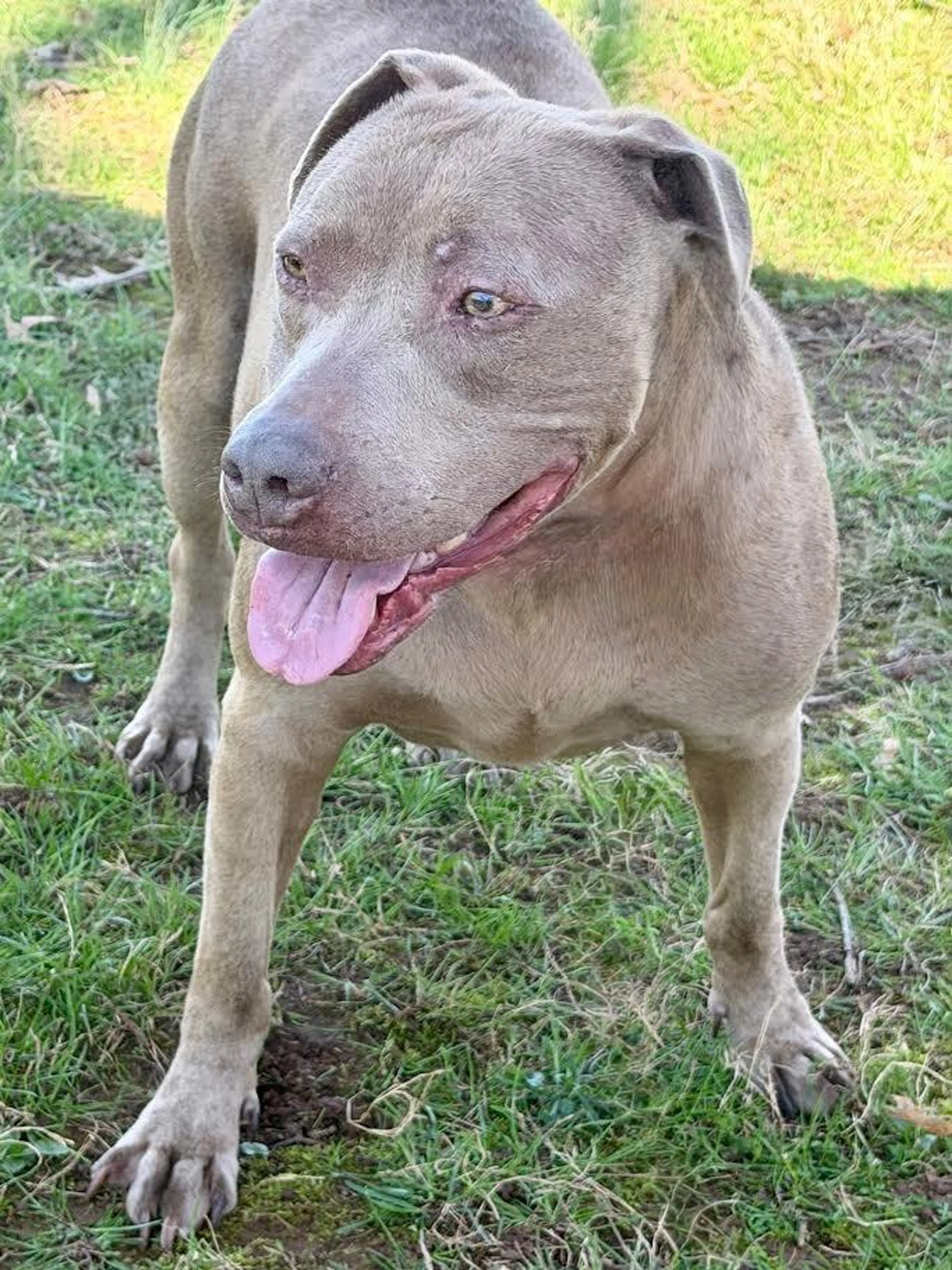 Found pet-2