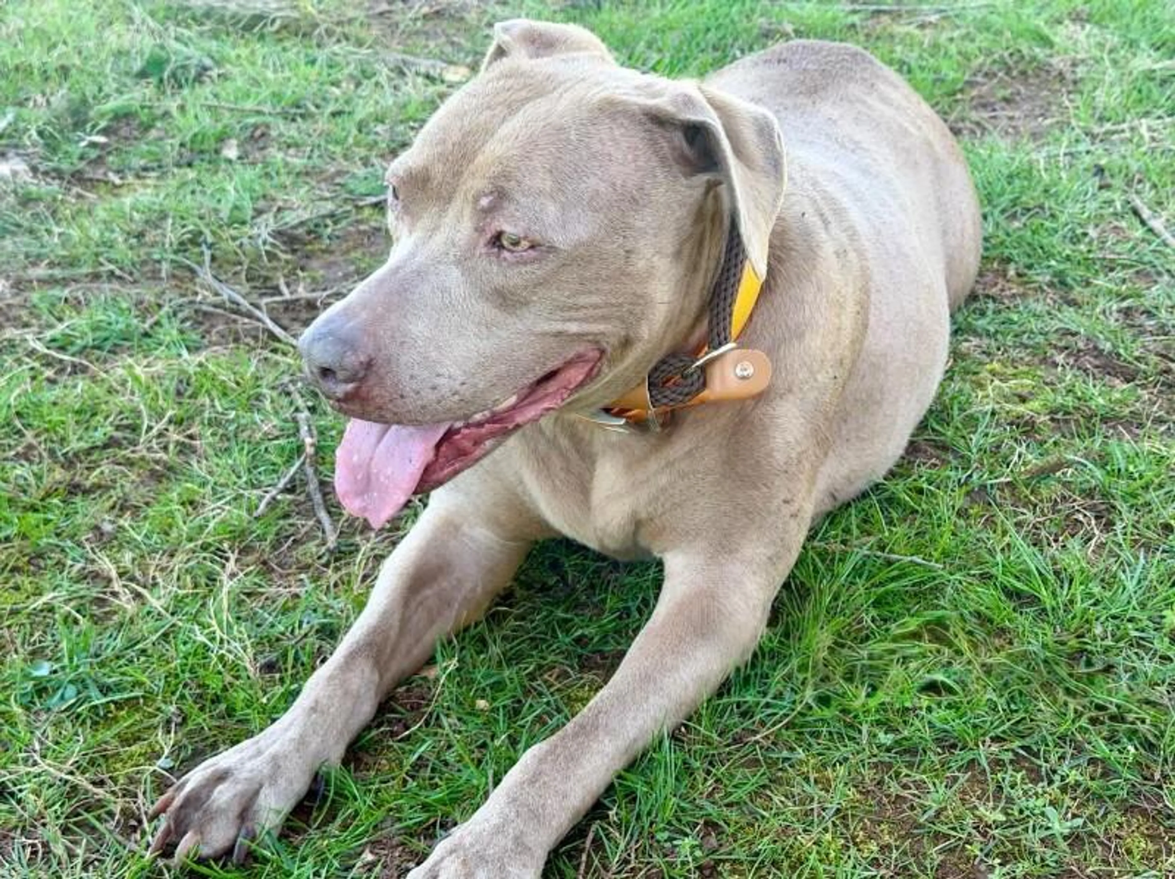 Found pet-3