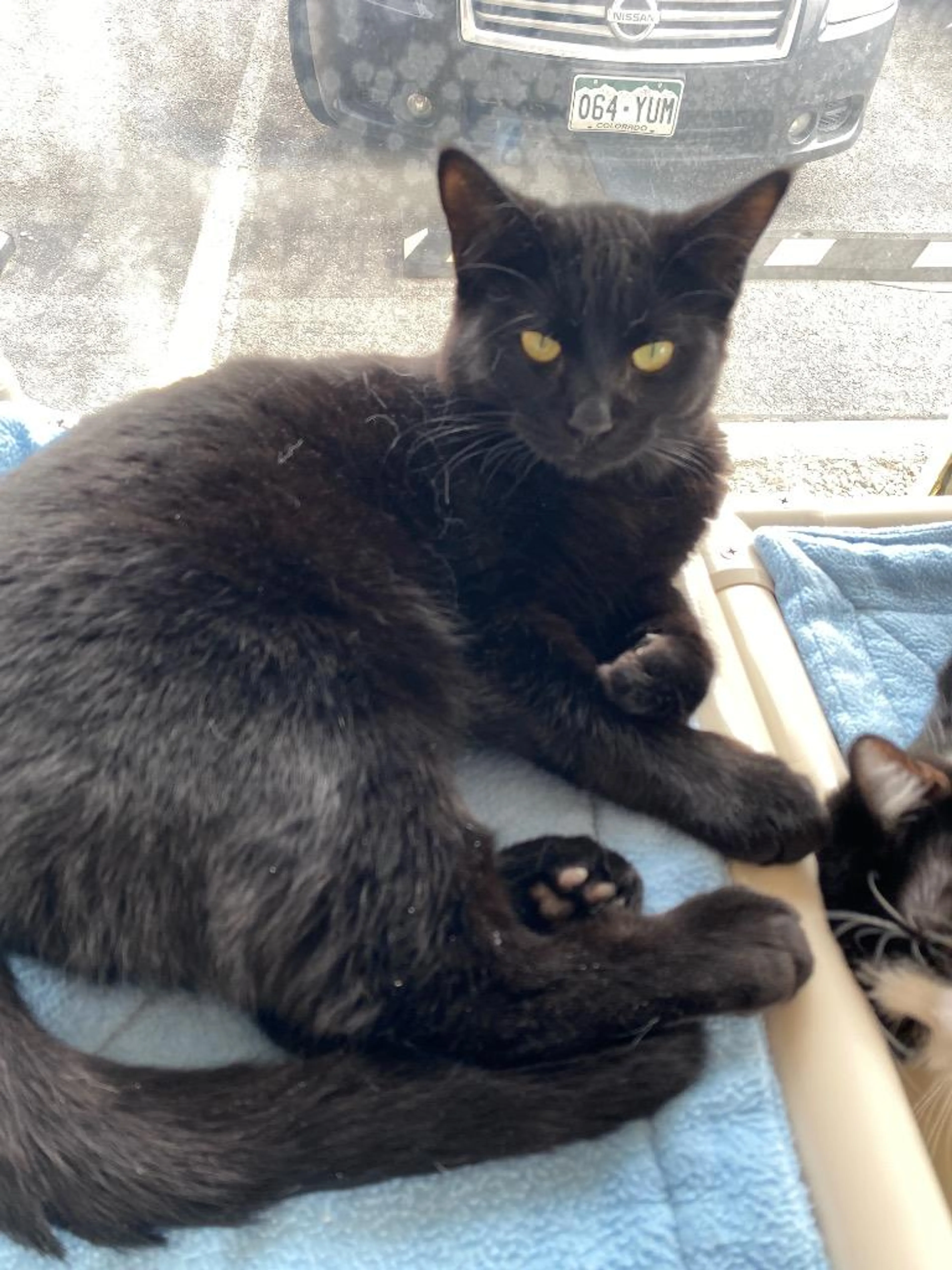 Found pet