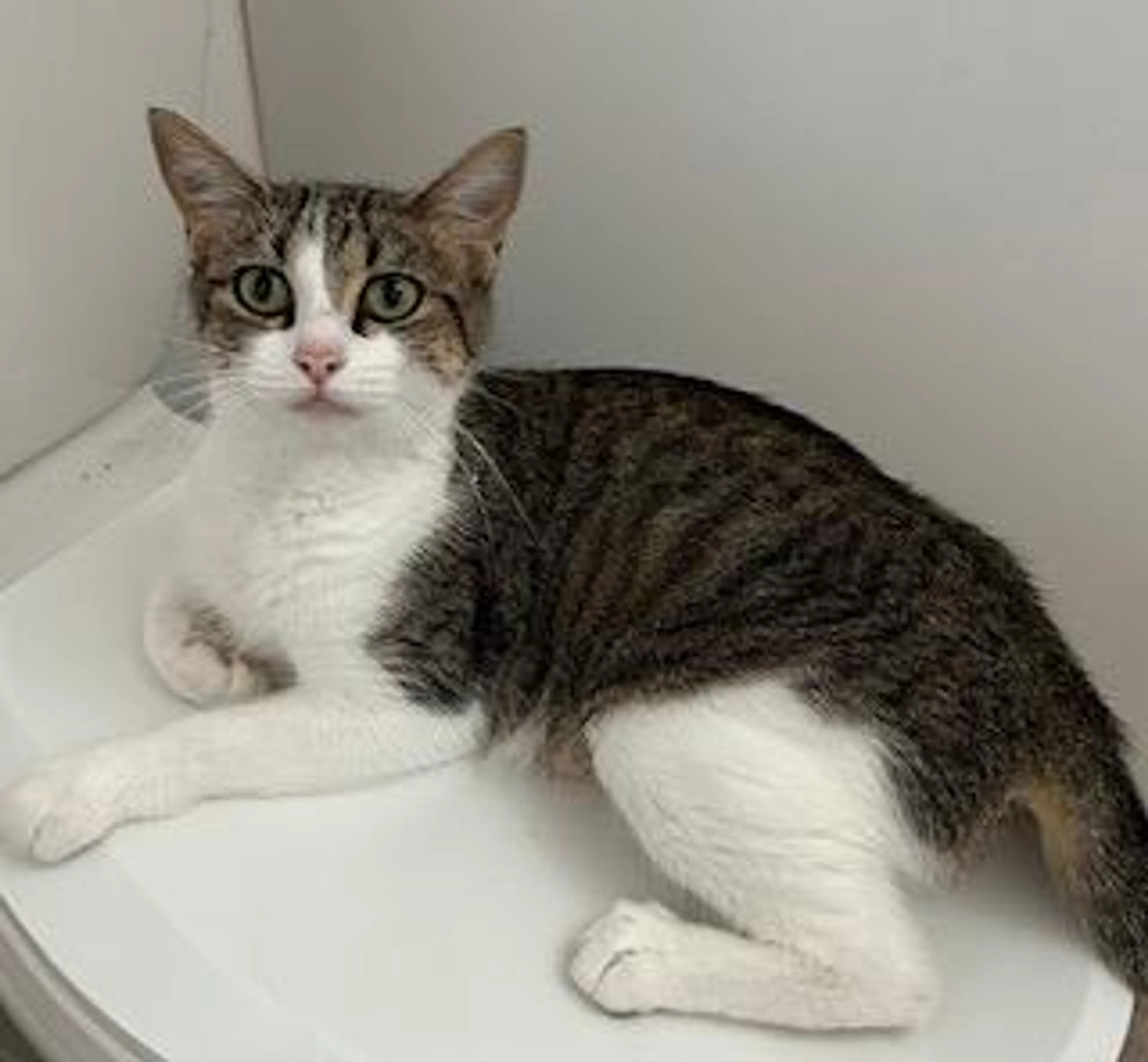 Found pet