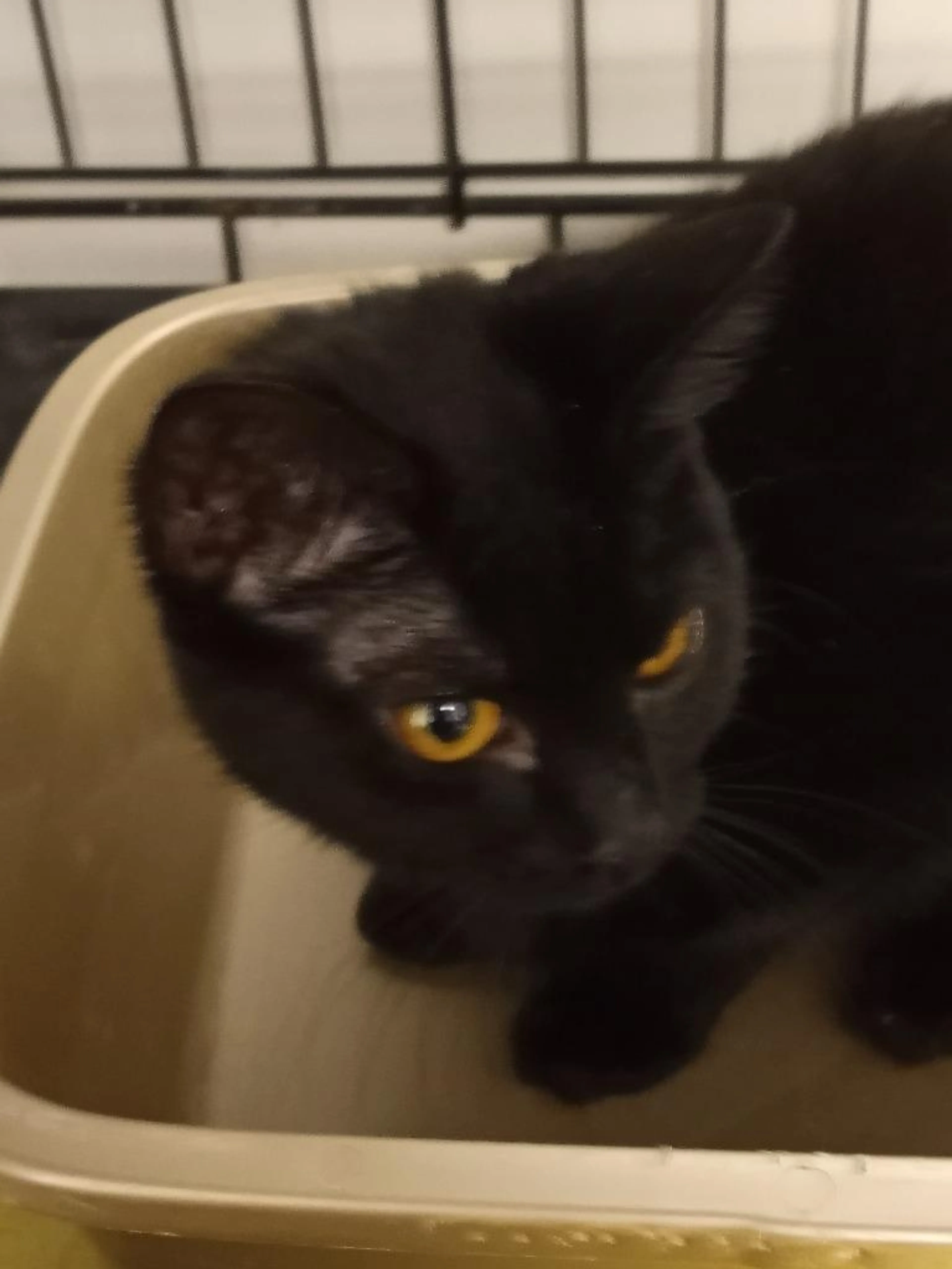 Found pet