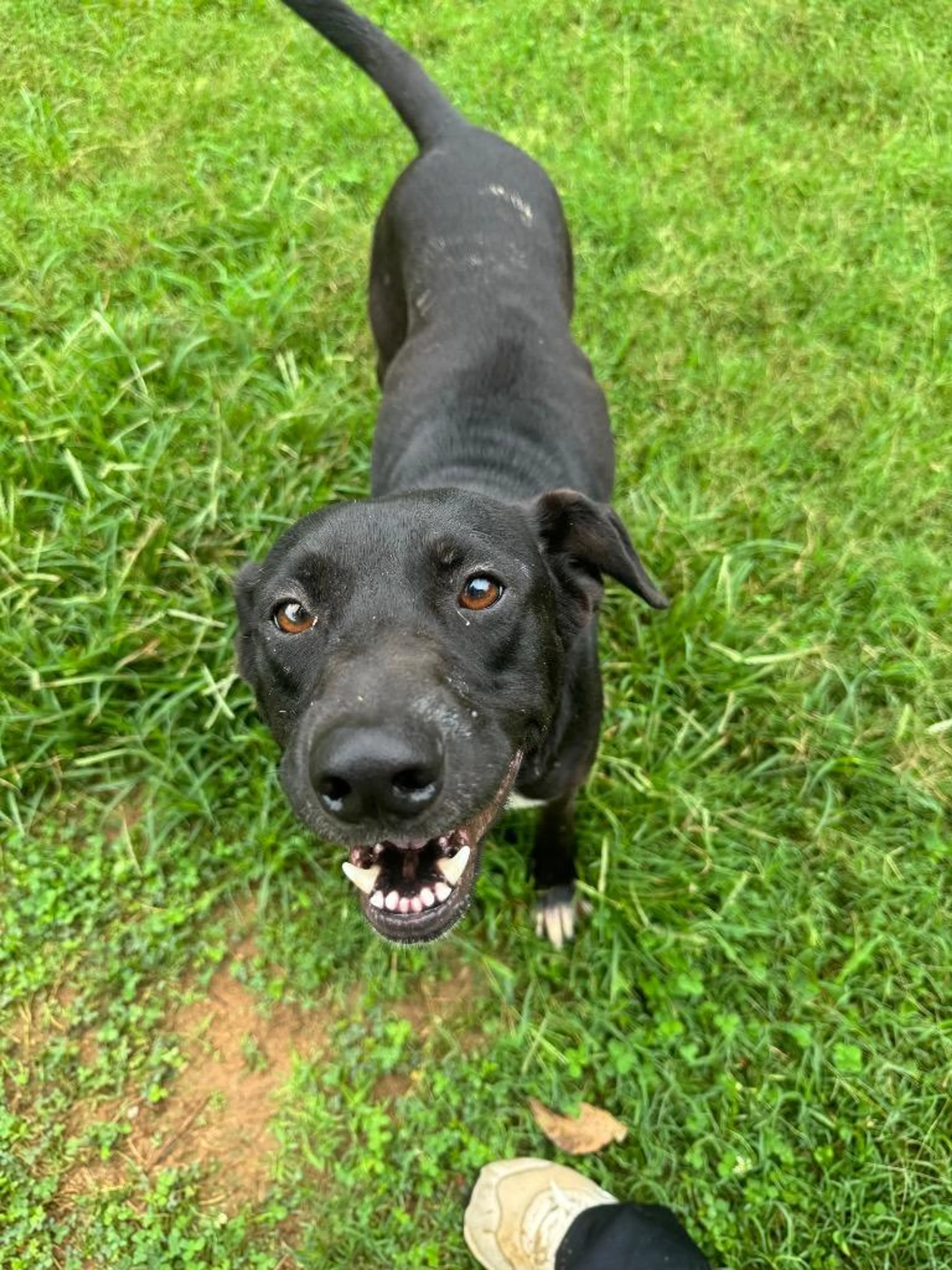 Found pet-2