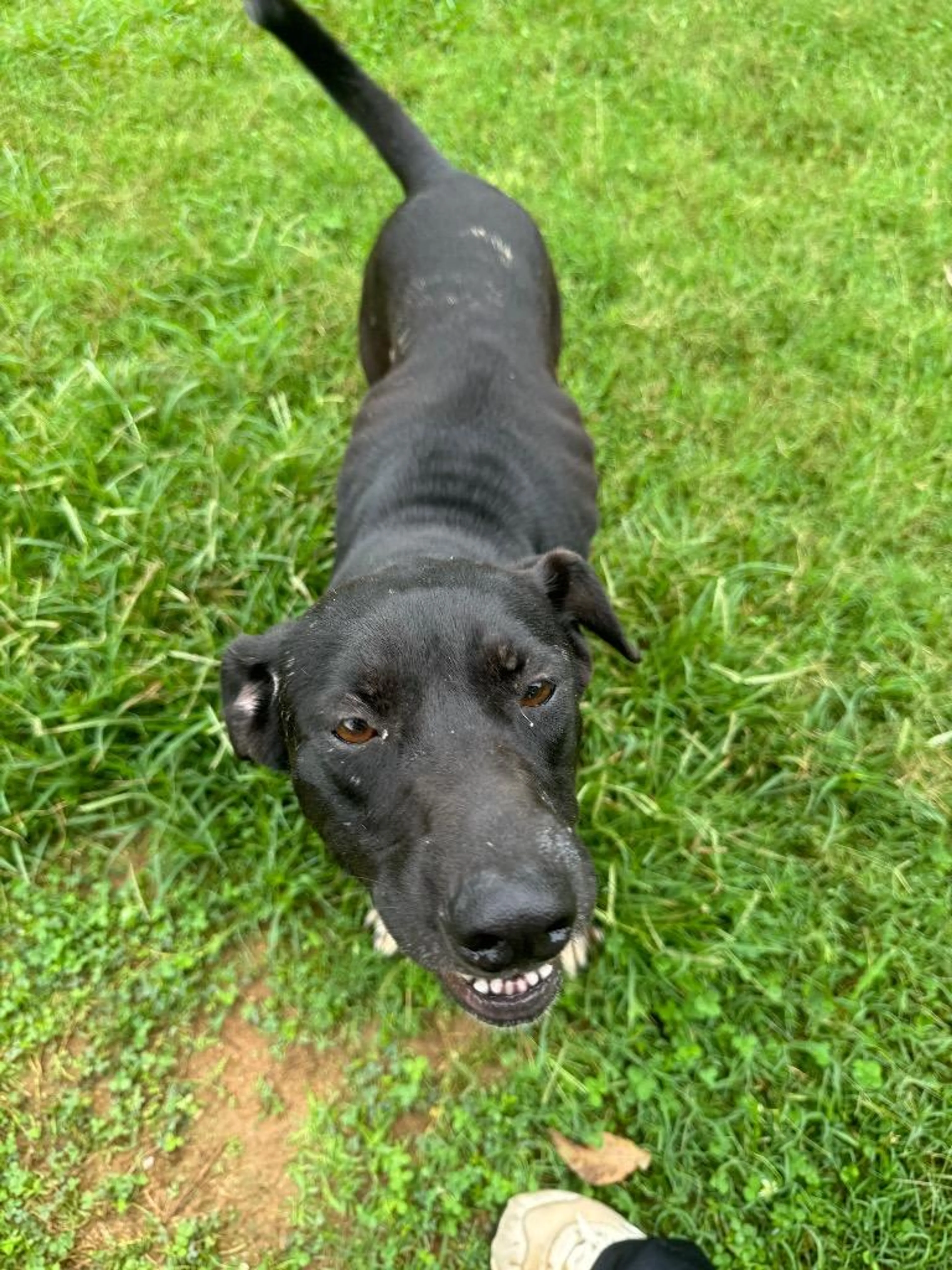 Found pet-0
