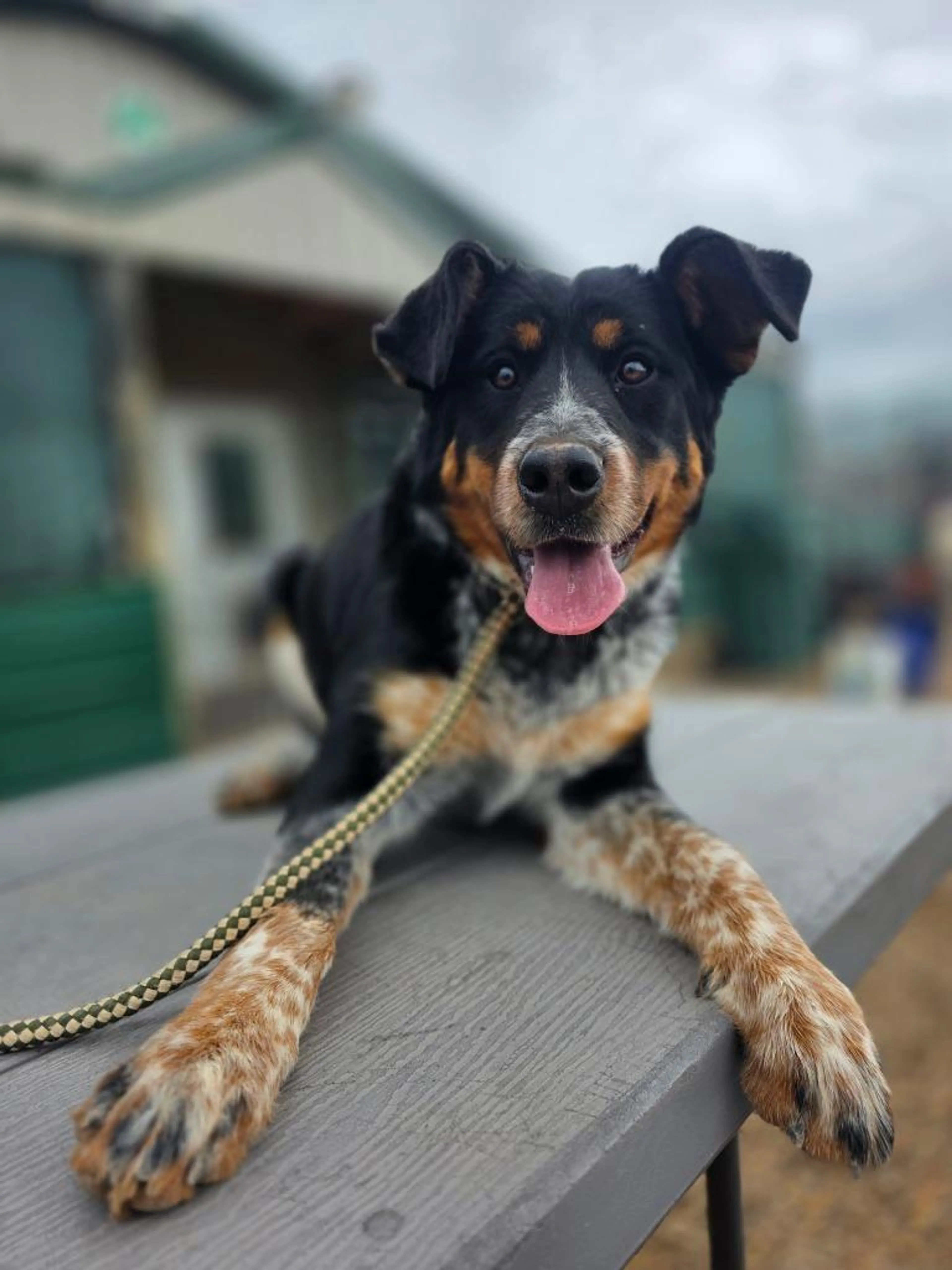 Found pet