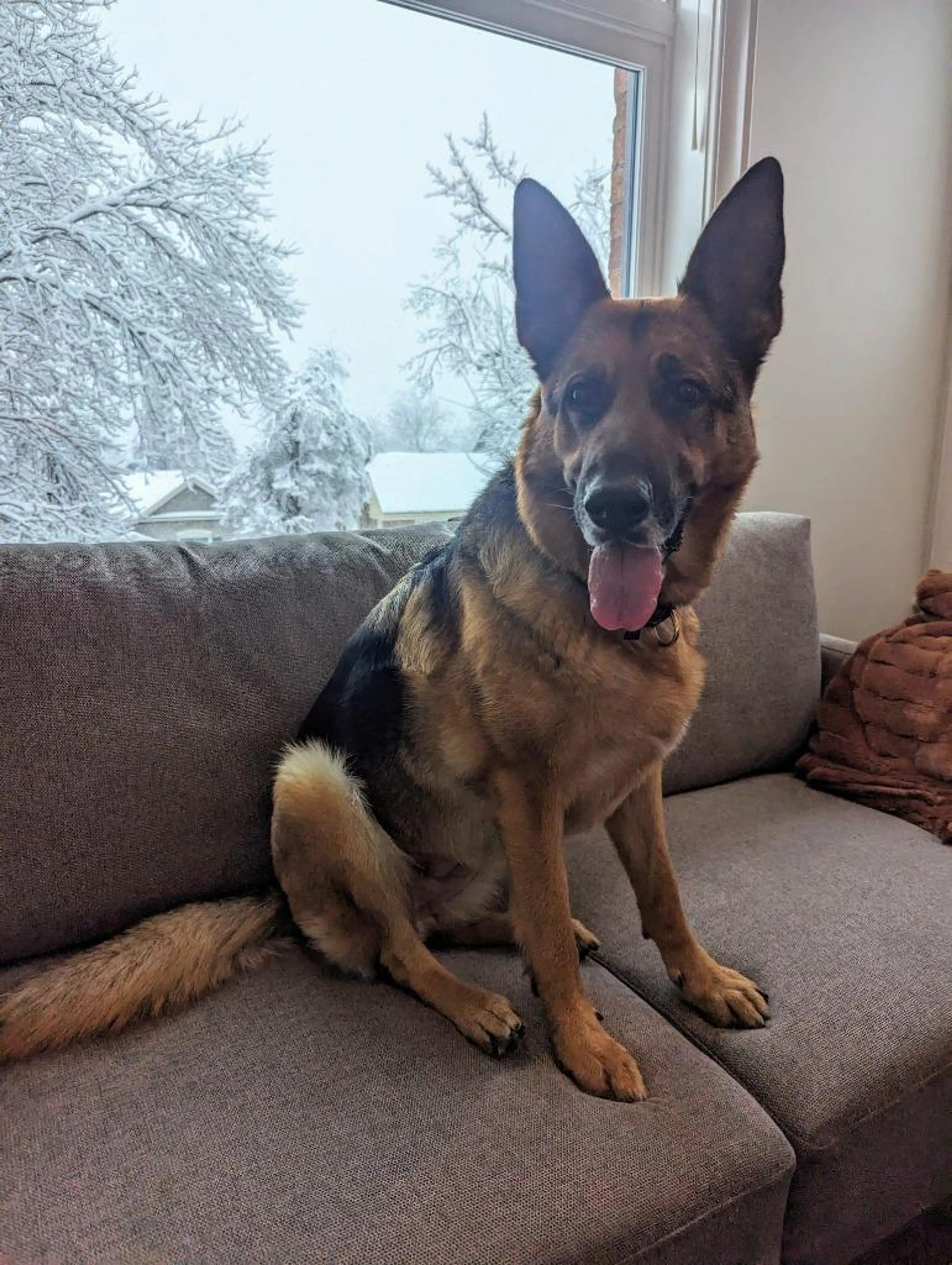 Found pet-2
