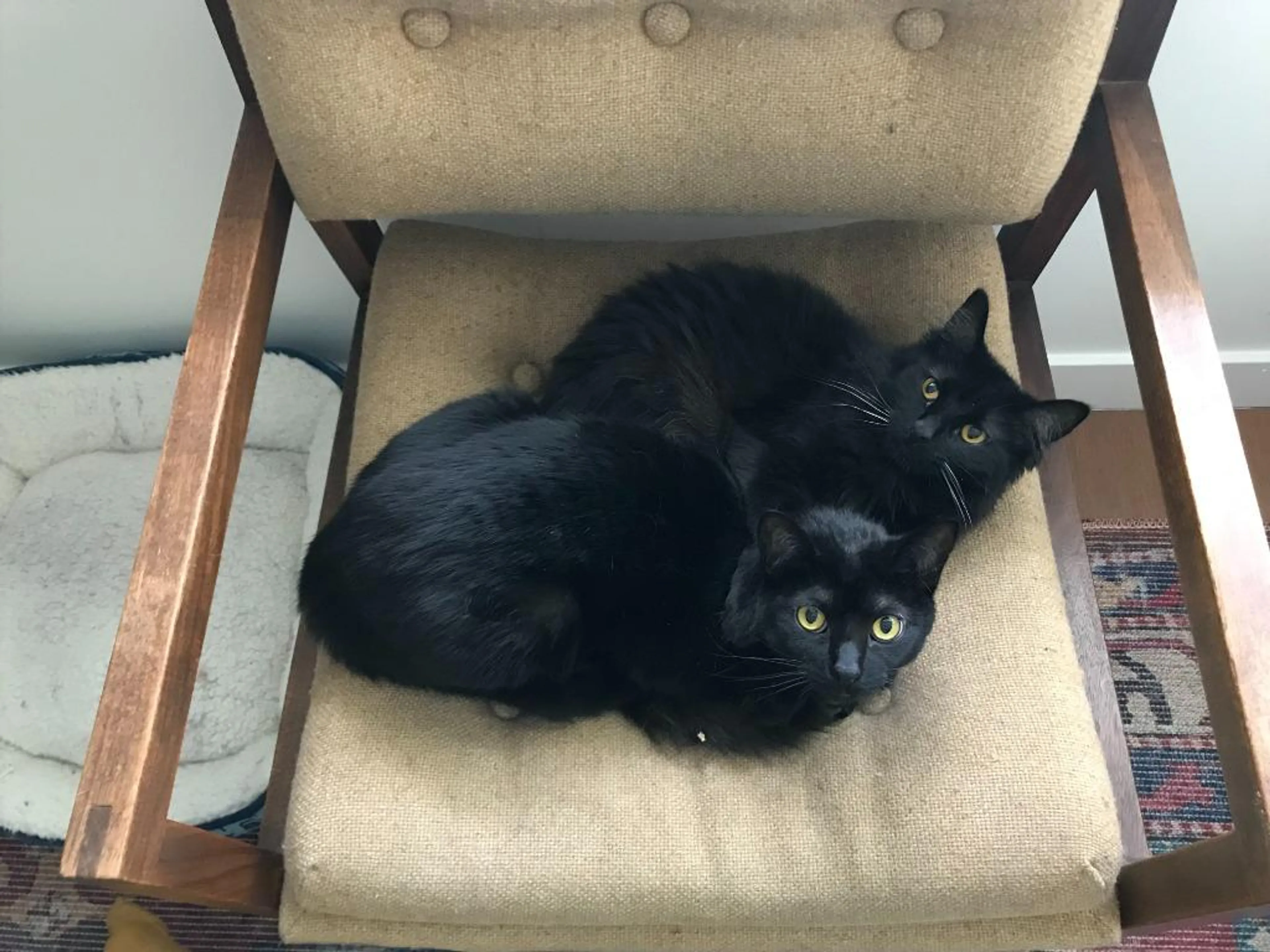 Found pet-3