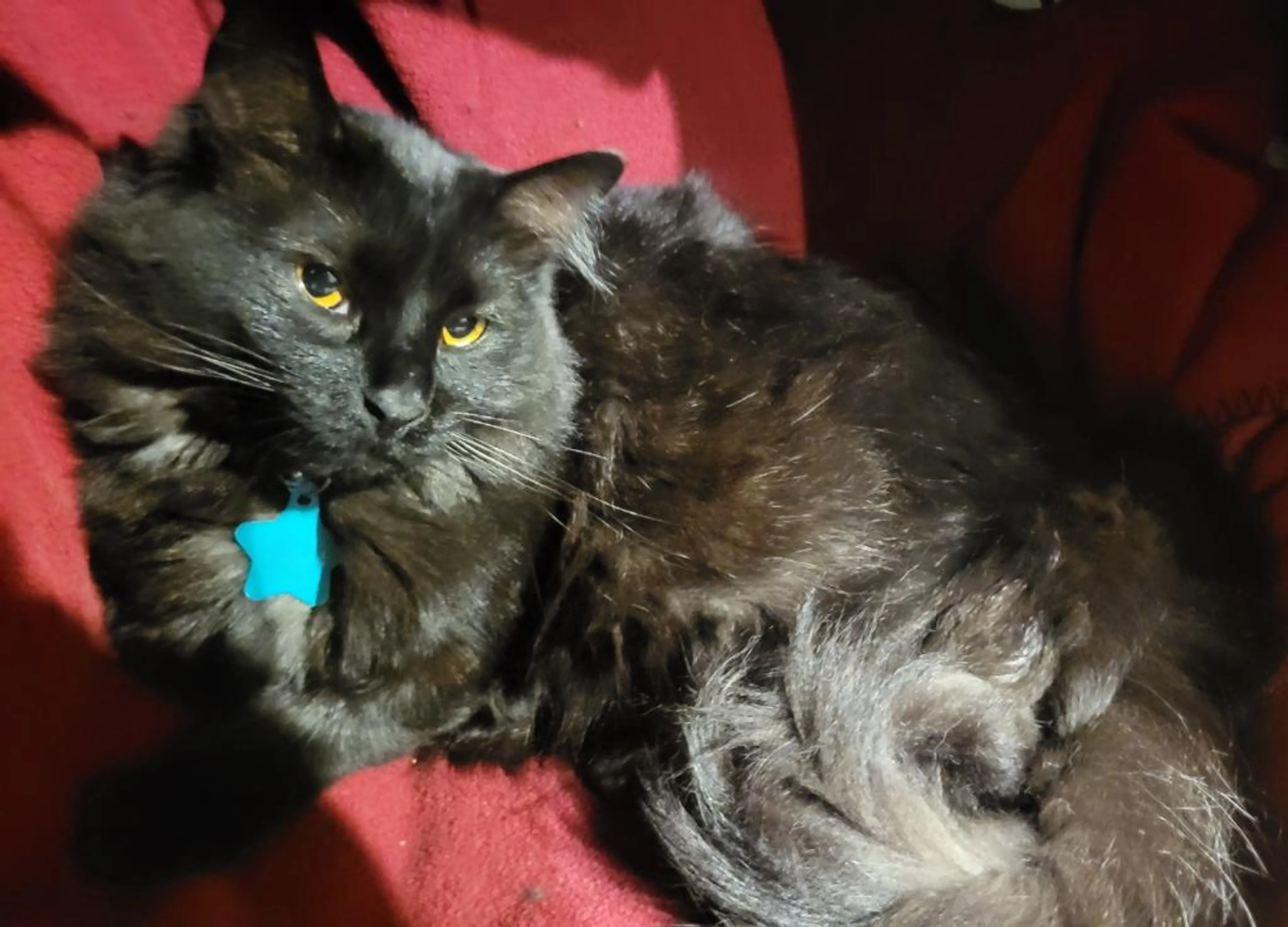 Found pet-1