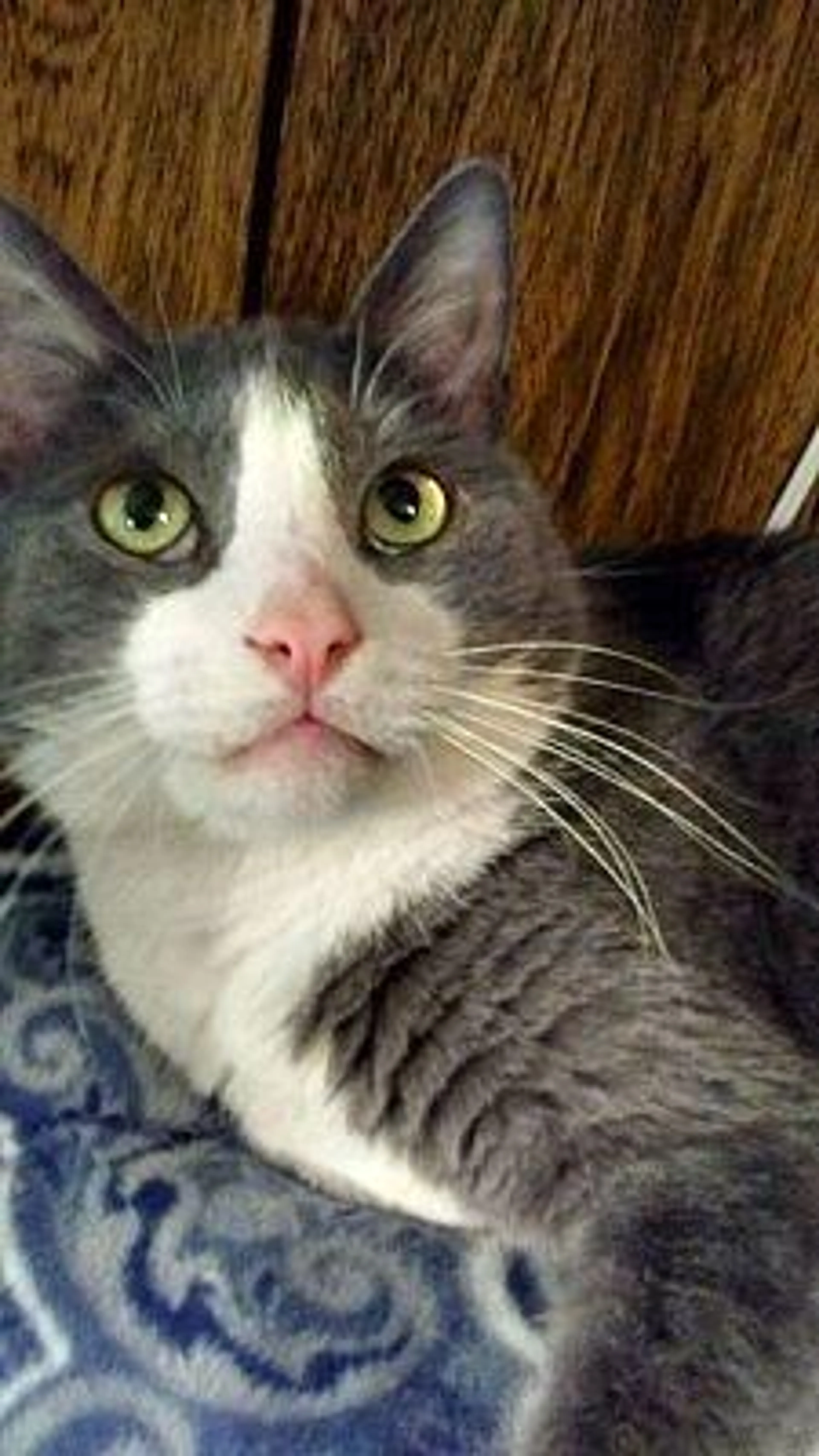 Found pet-4