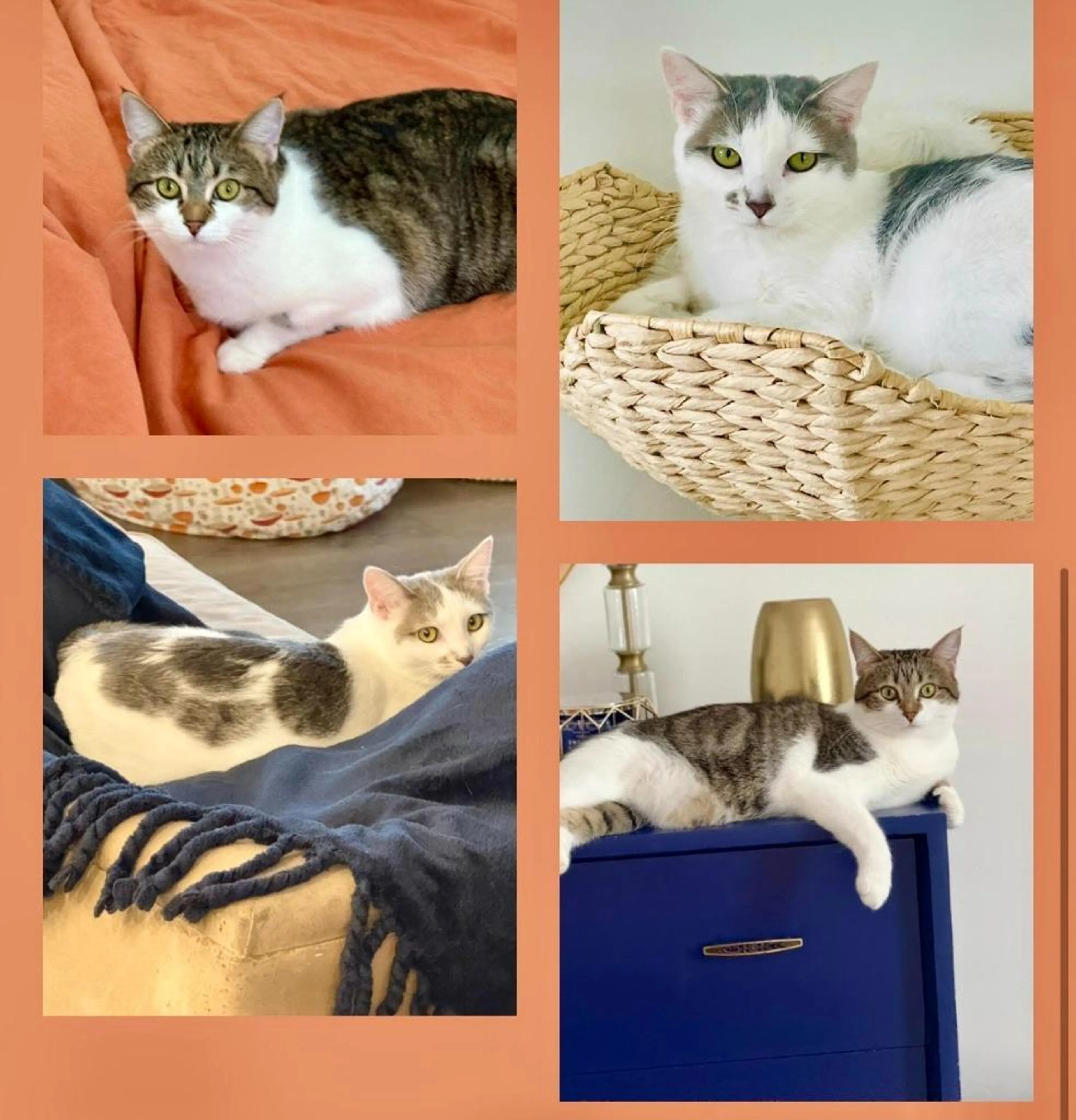 Found pet-5