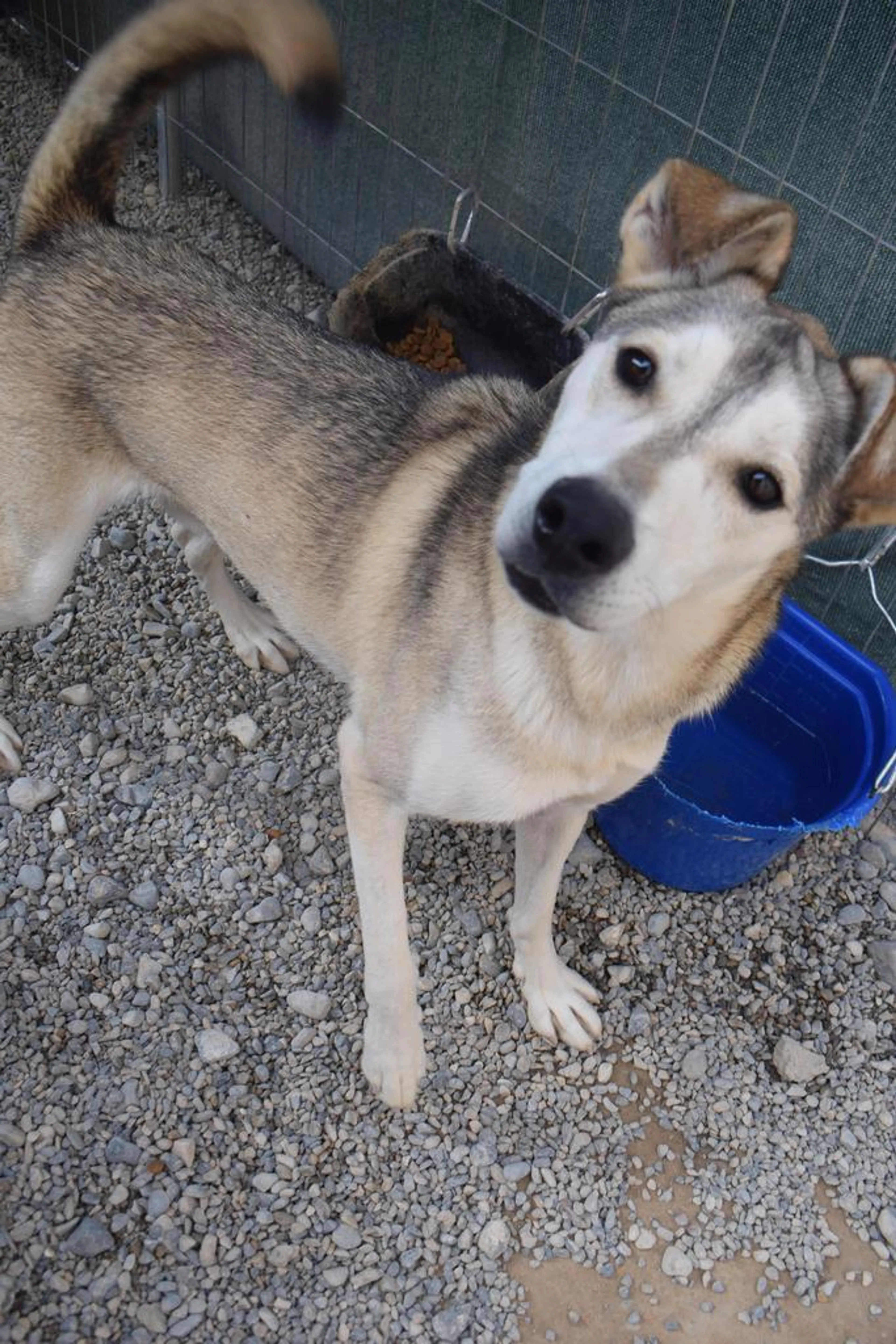 Found pet-3