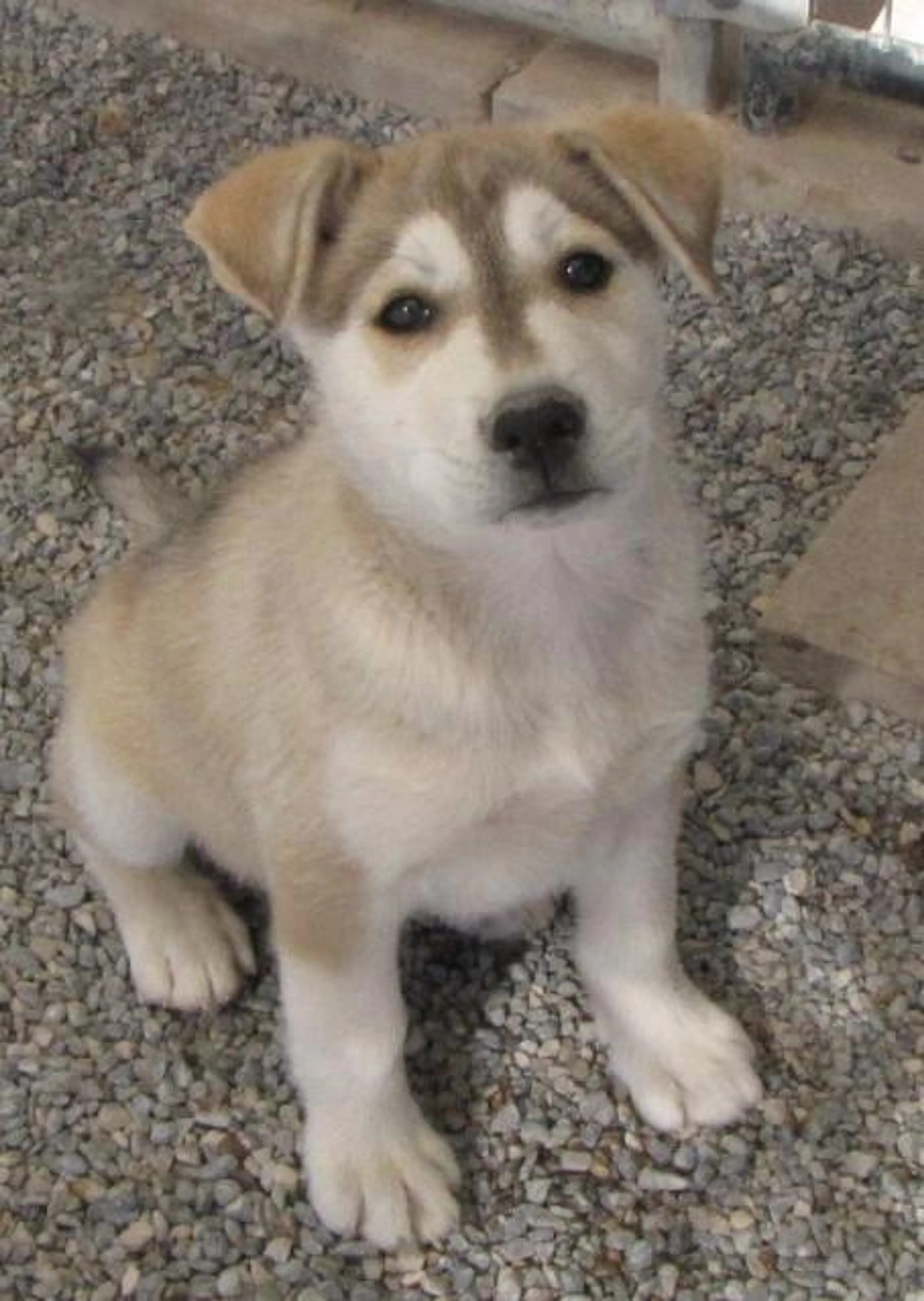 Found pet-4