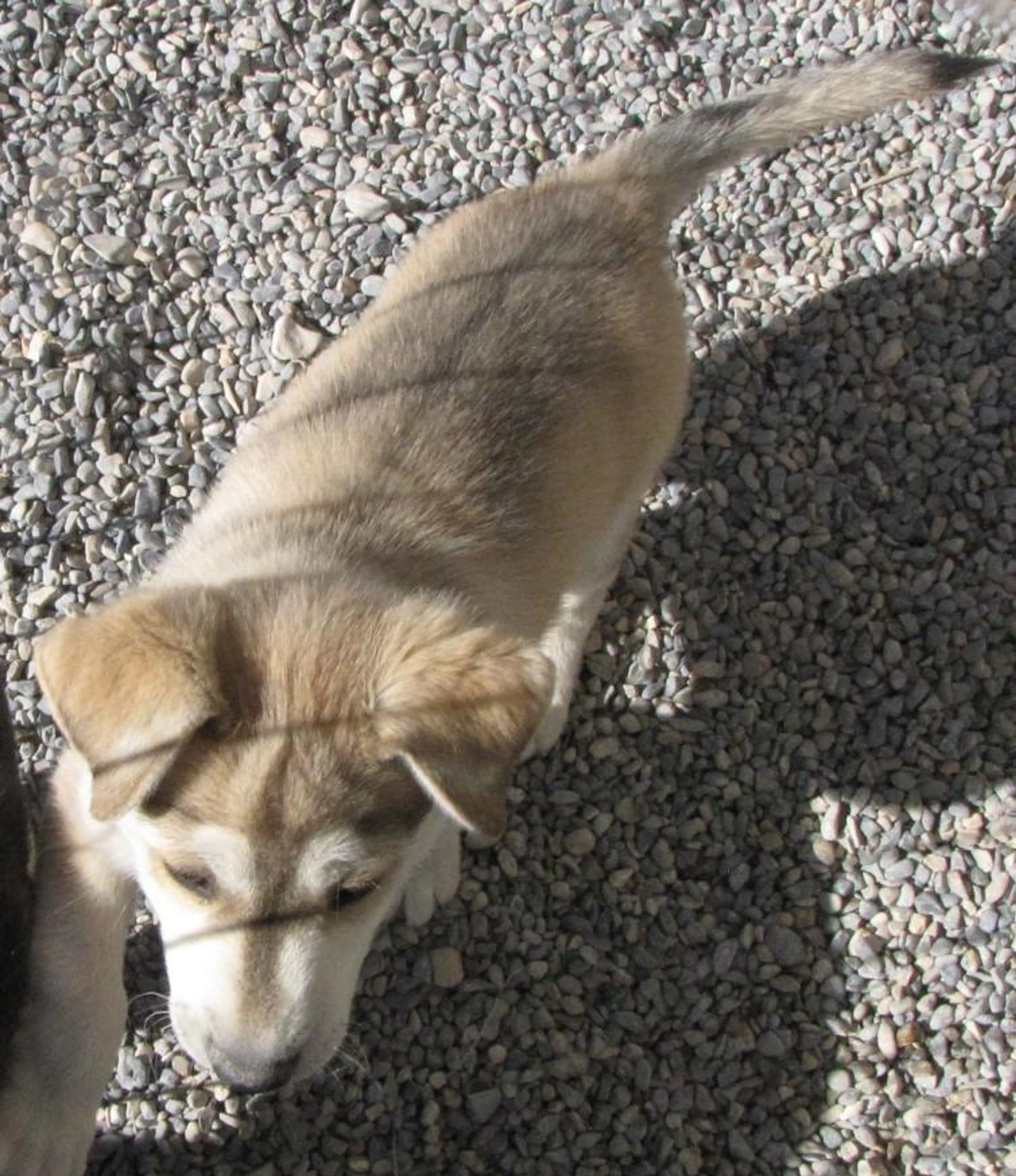 Found pet-2
