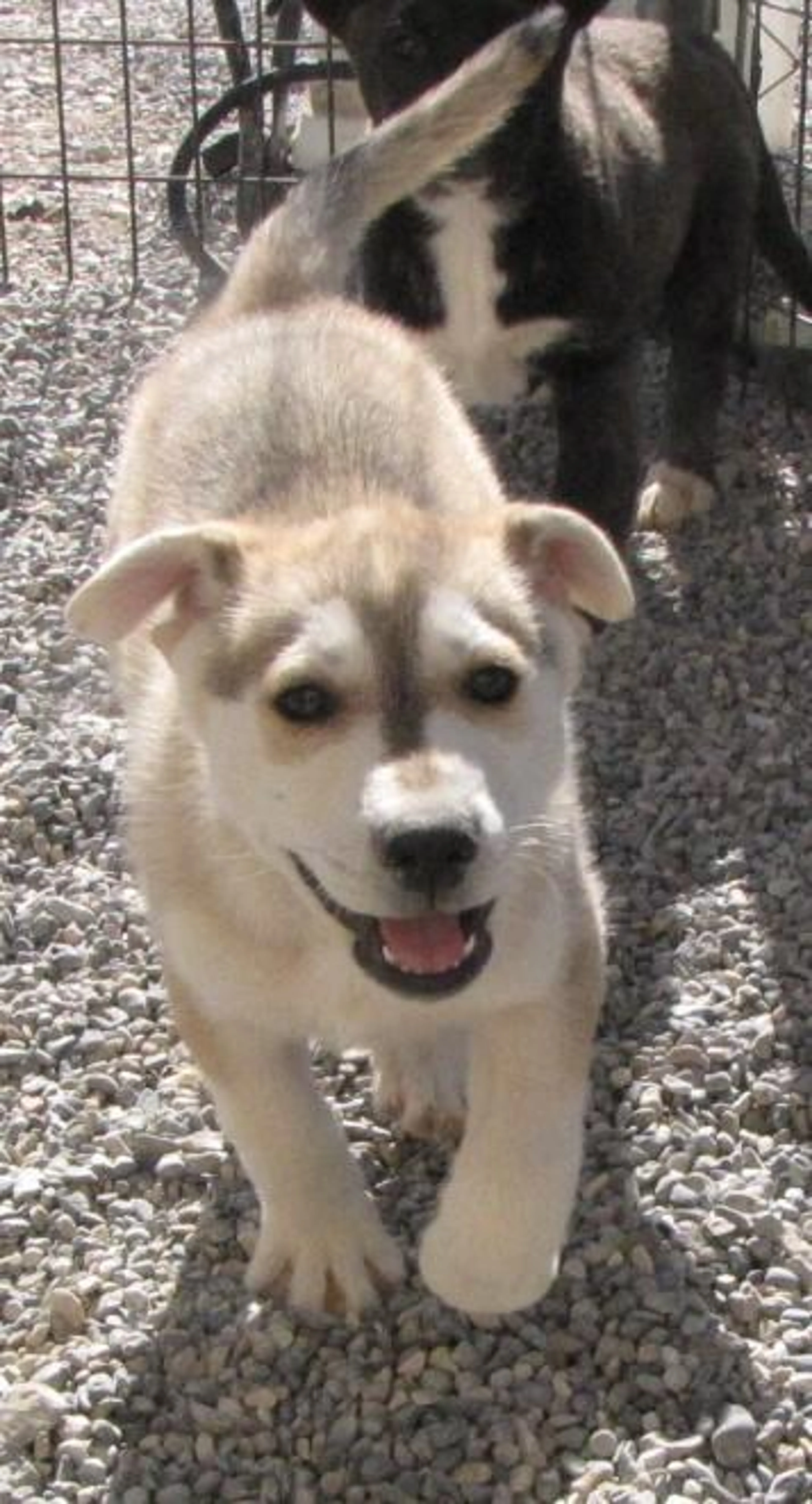 Found pet-1